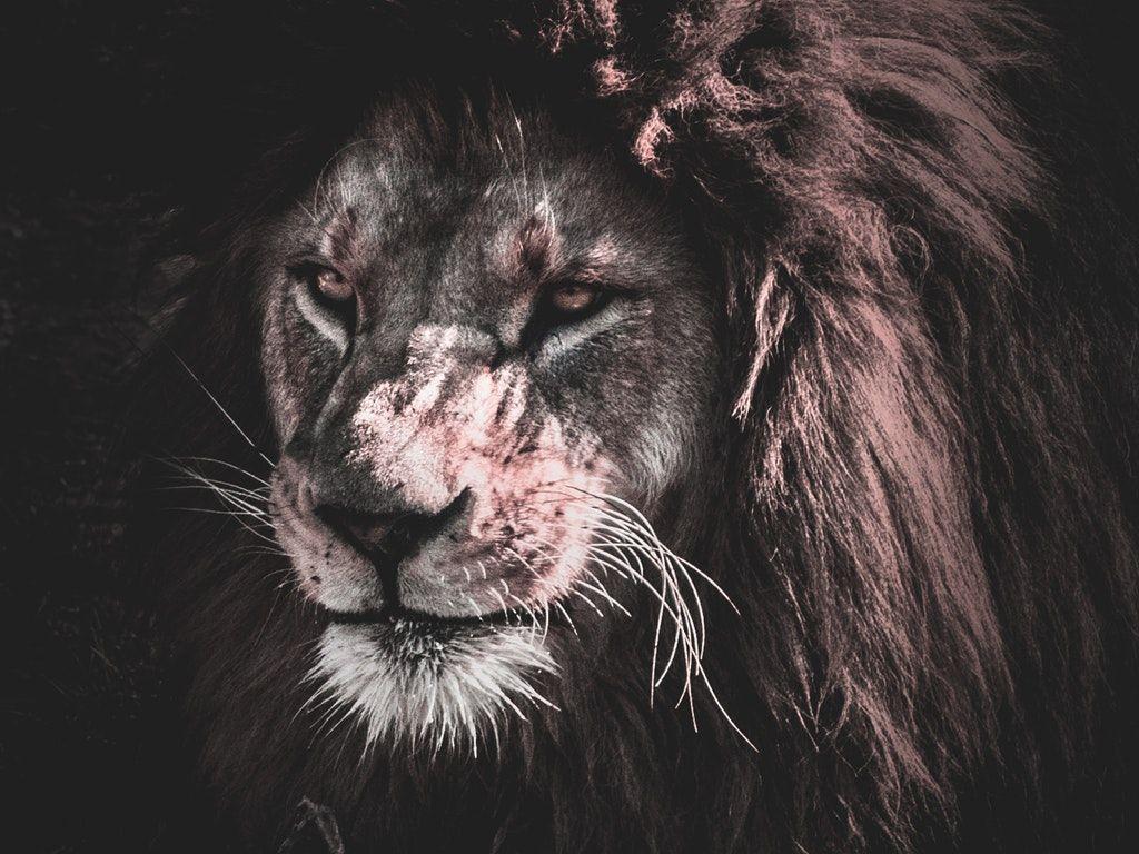 1024x768 Lion Painting HD, 4k, 5k, 8k Wallpaper