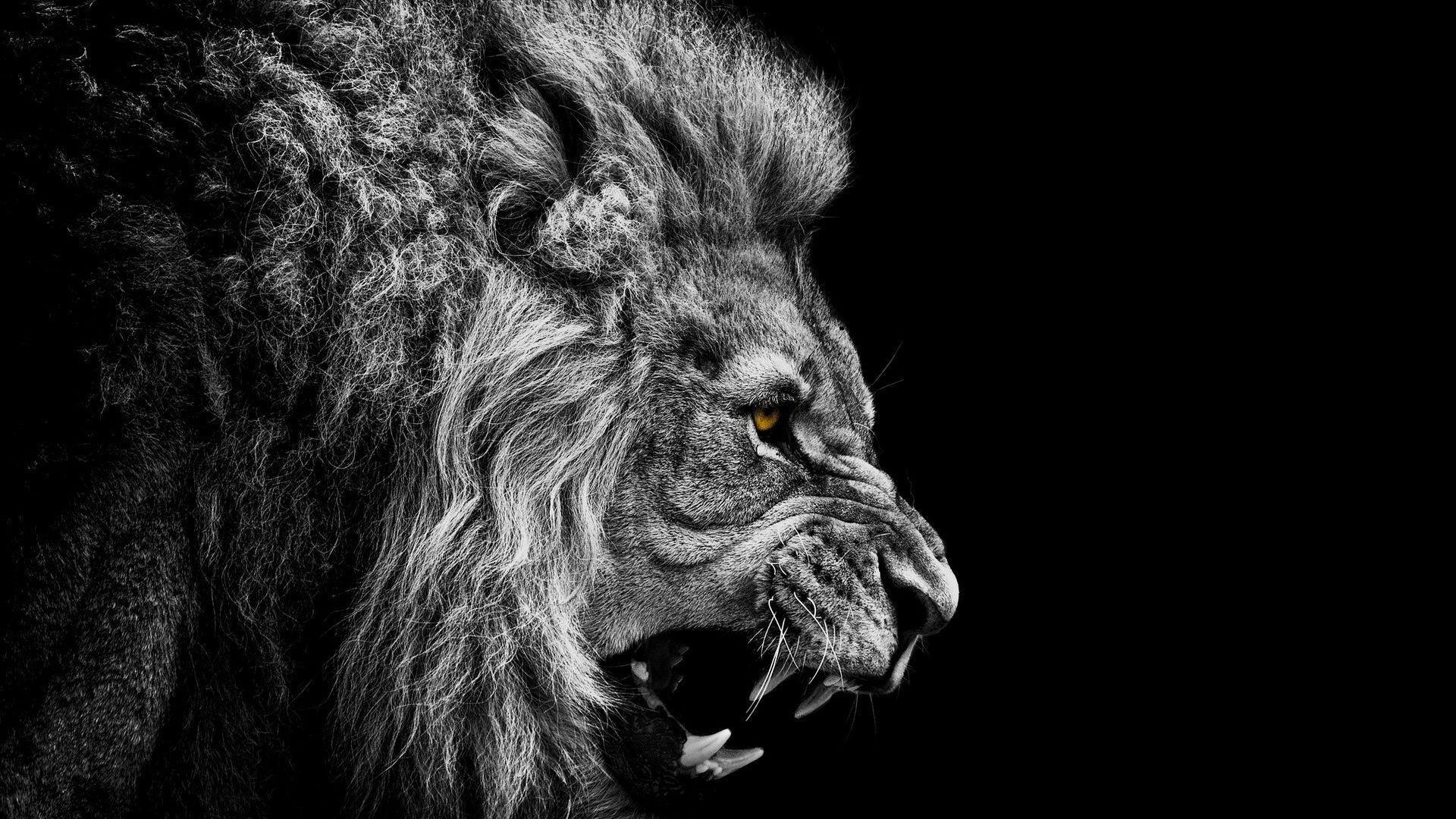 1920x1080 Roaring Lion Wallpaper