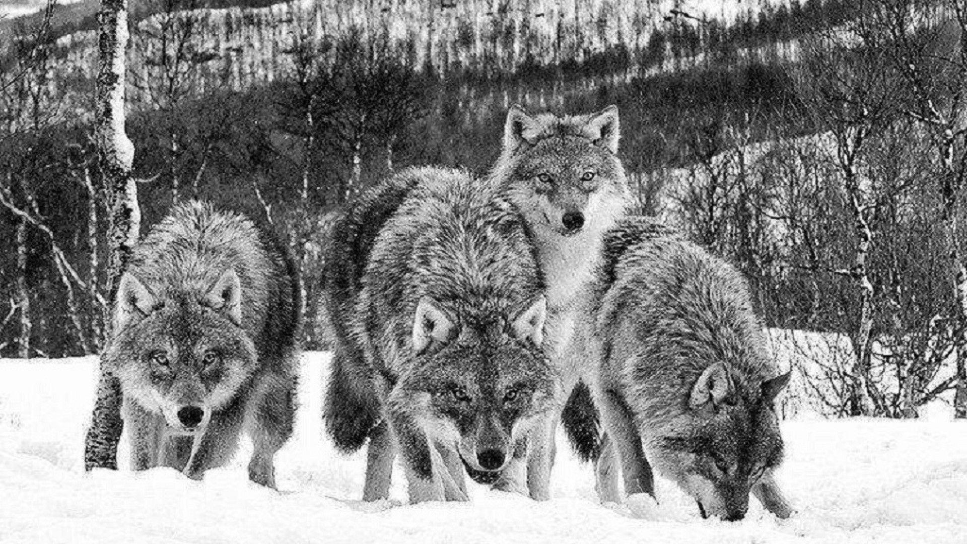 Wolf Pack  Fantasy  Abstract Background Wallpapers on Desktop Nexus  Image 2379777