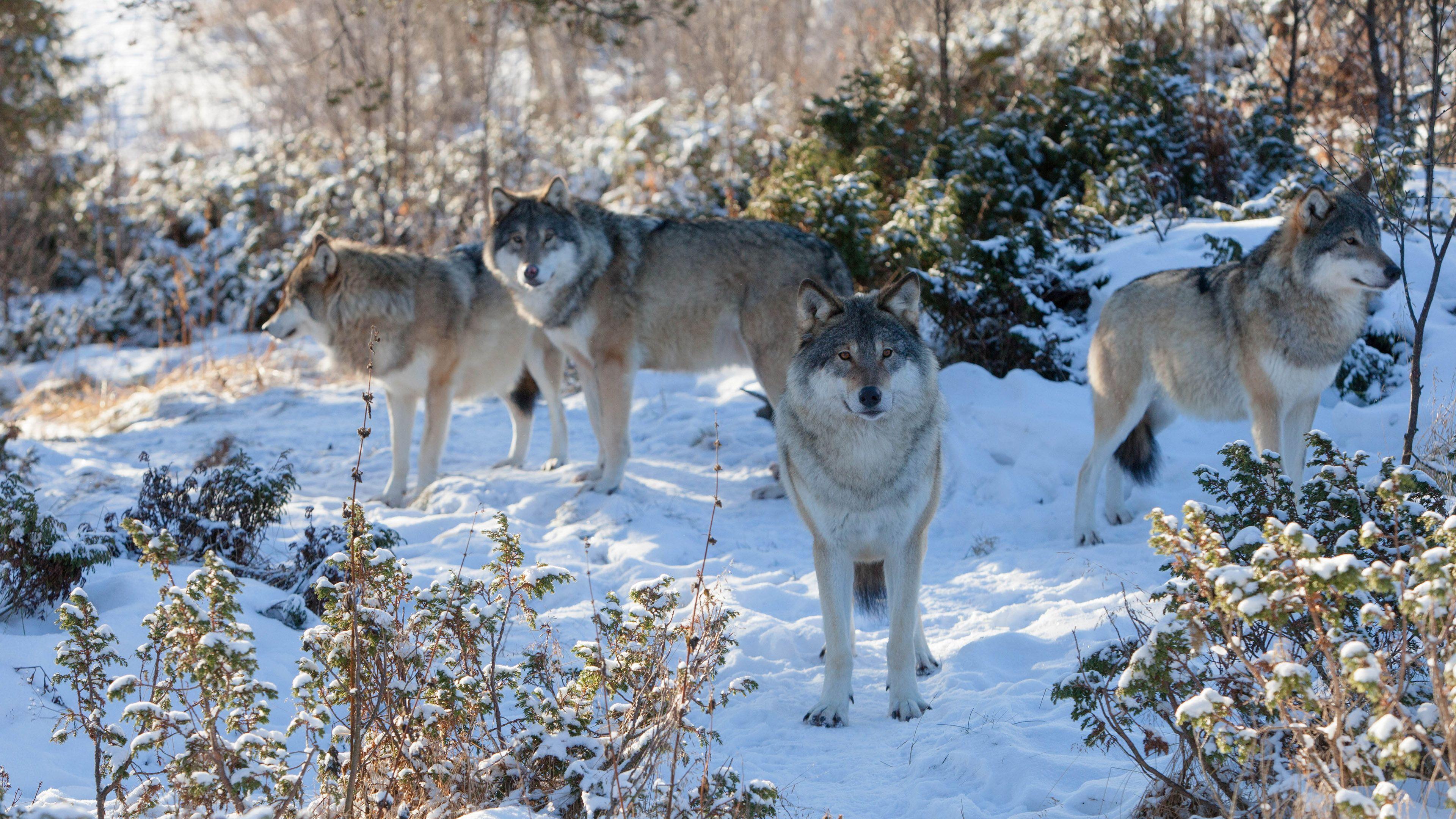 200 Free Wolf Pack  Wolf Images  Pixabay