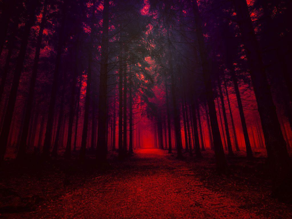  Red  8K  Nature Wallpapers  Top Free Red  8K  Nature 