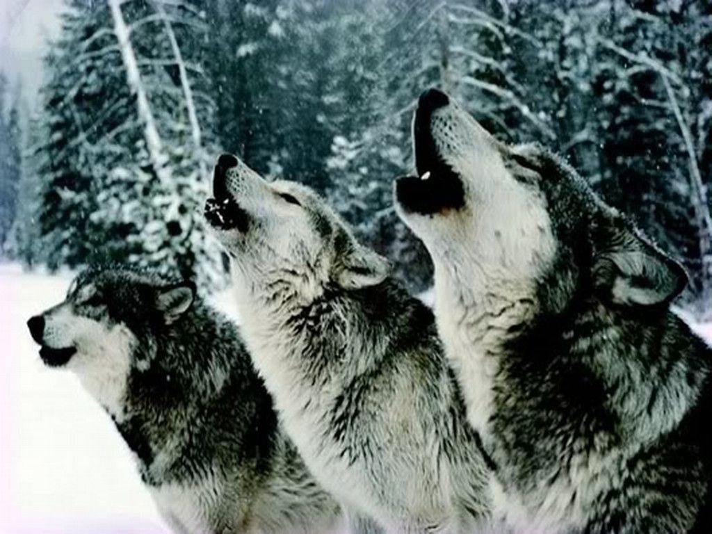 Wolf Pack Wallpapers - Top Free Wolf Pack Backgrounds - WallpaperAccess