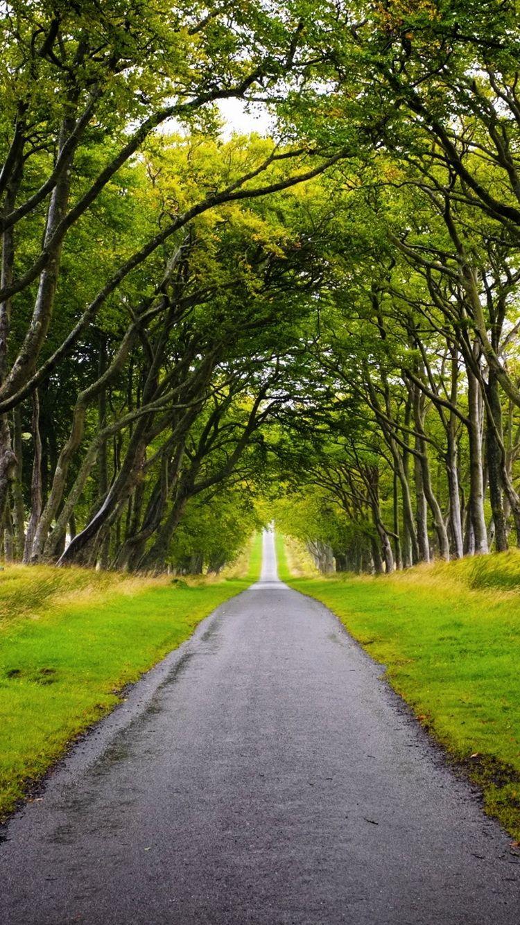 750x1334 Scotland Forest Road iPhone 6 Wallpaper HD Download
