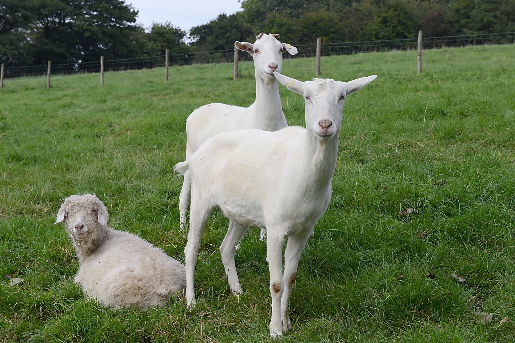 1772x1181 Baby Goat iPhone Wallpaper ↺ Uk Wallpaper