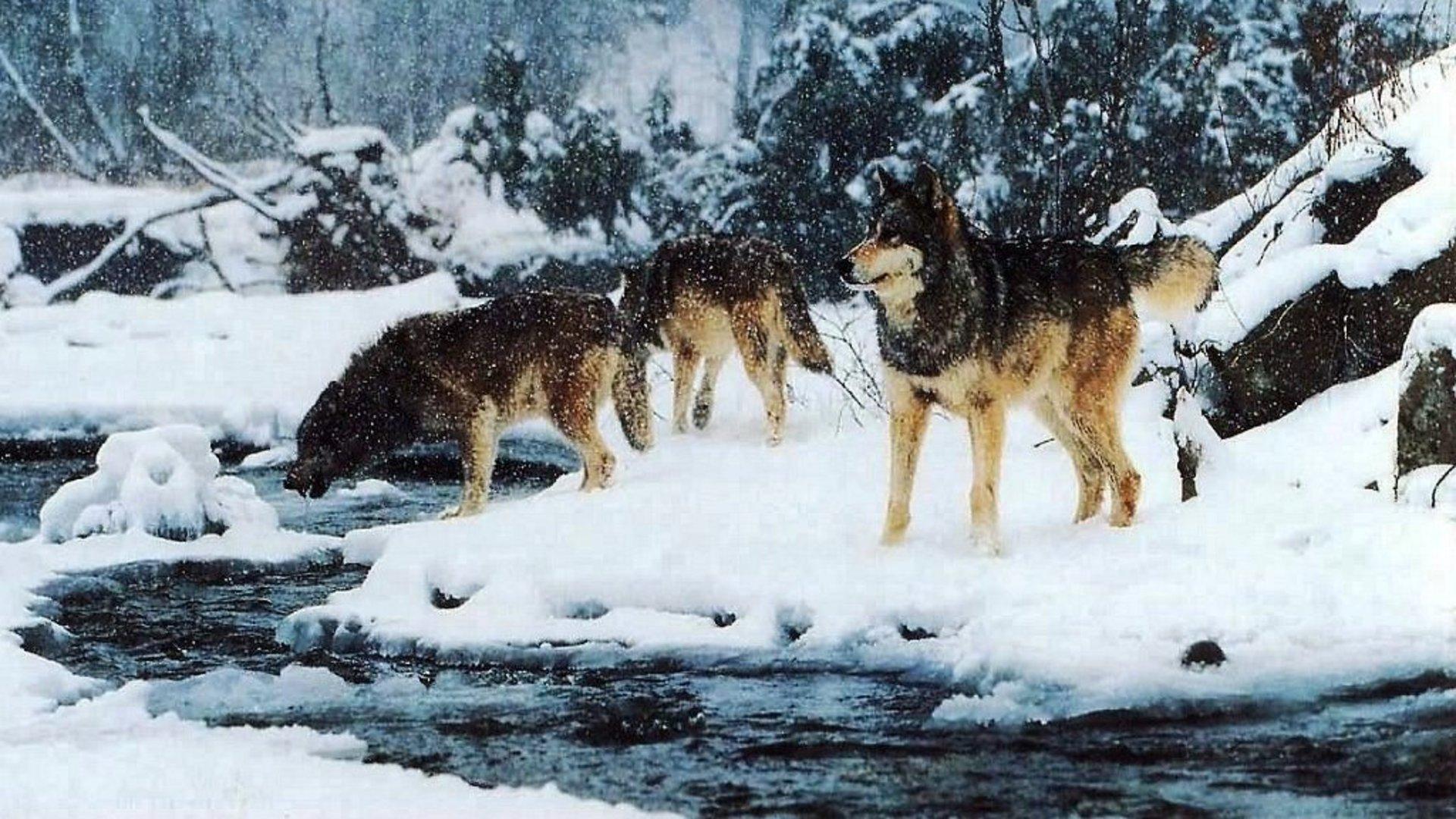 1920x1080 Winter Wolf Pack HD desktop wallpaper : Widescreen : High Definition