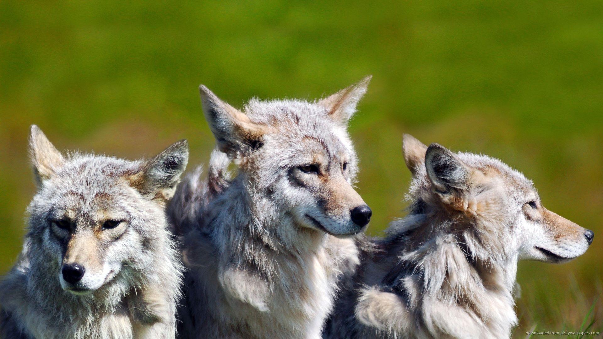 Wolf Pack Wallpapers - Top Free Wolf Pack Backgrounds - WallpaperAccess