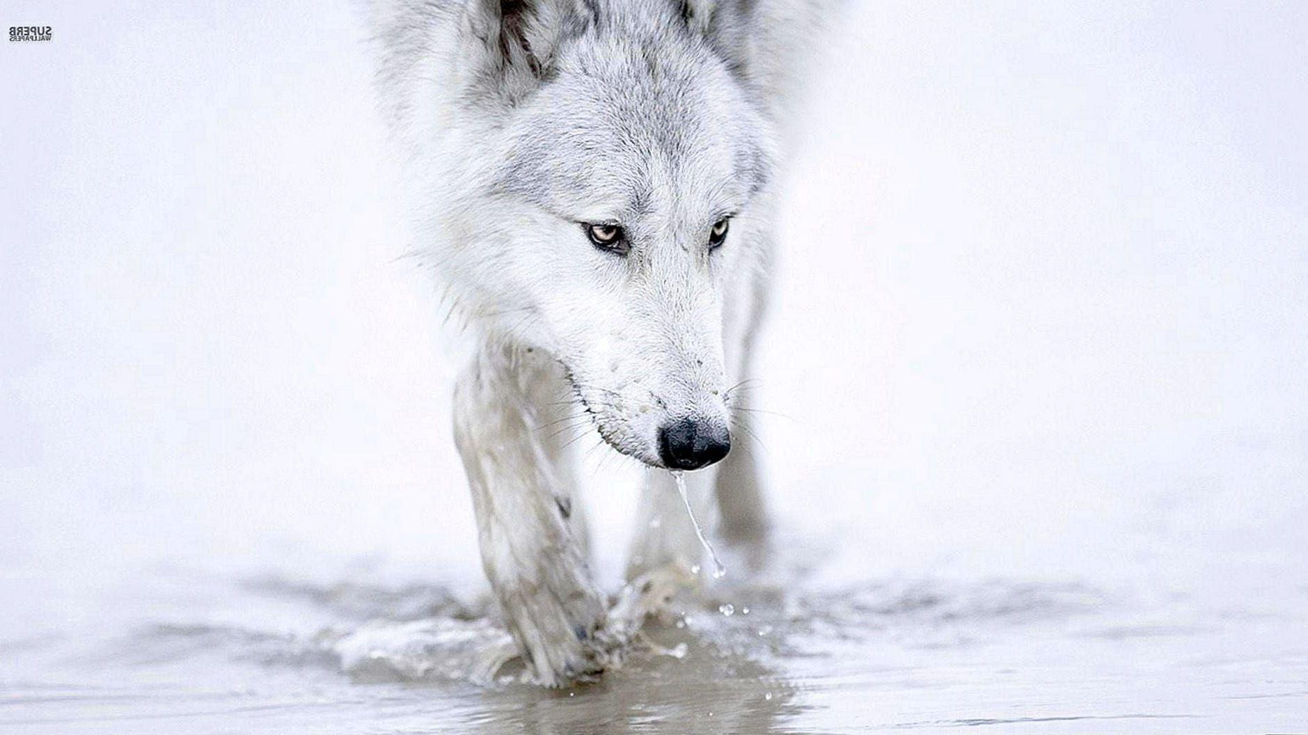 1879x1056 White Wolf Computer Wallpaper Wallpaper.Pro