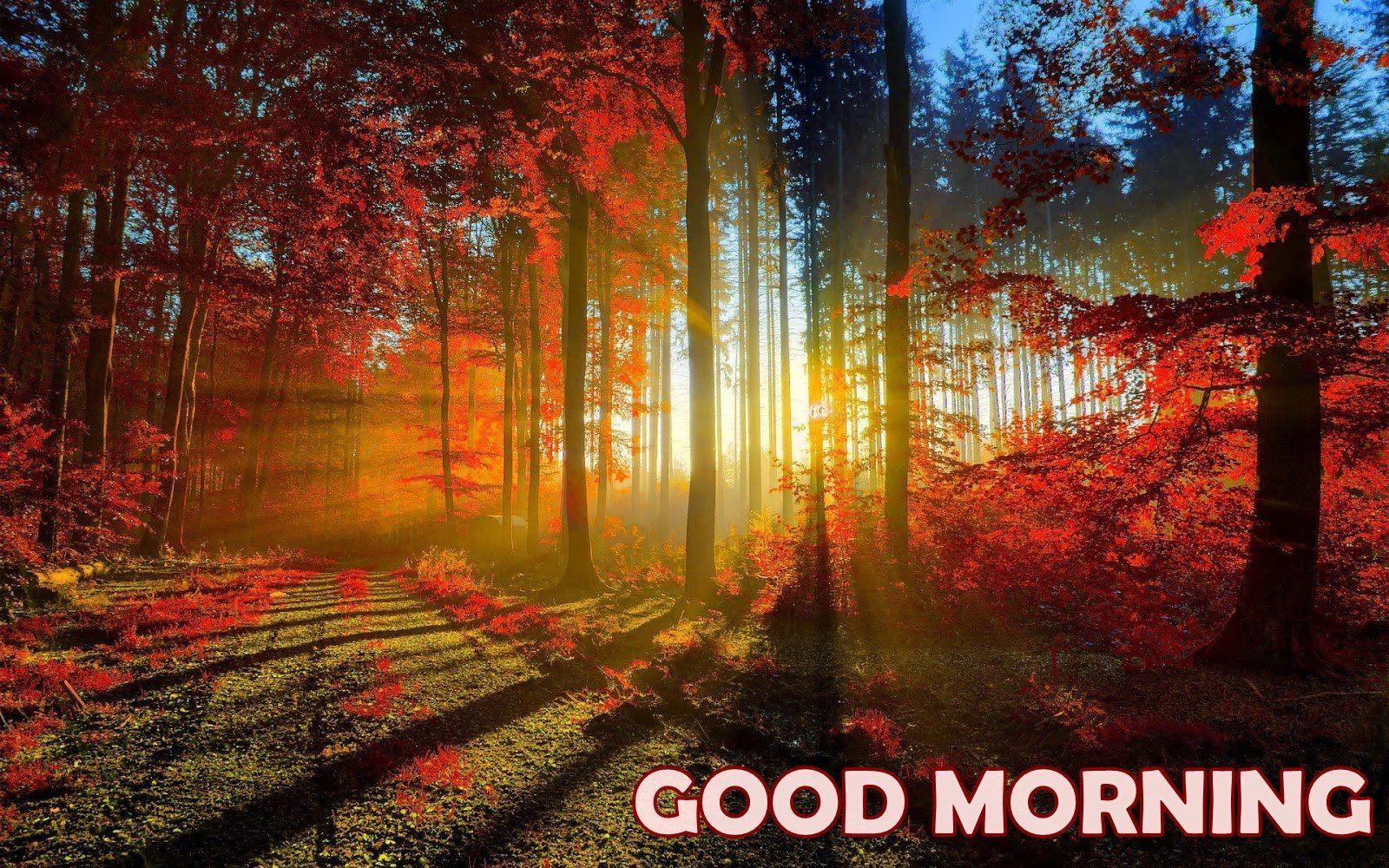 Morning Nature Wallpapers - Top Free Morning Nature Backgrounds