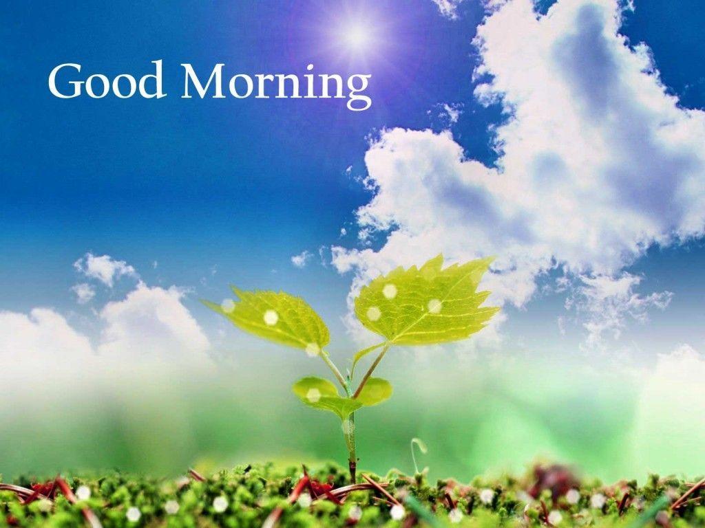 1024x768 HD Good Morning Flowers. Good morning flowers, Good morning