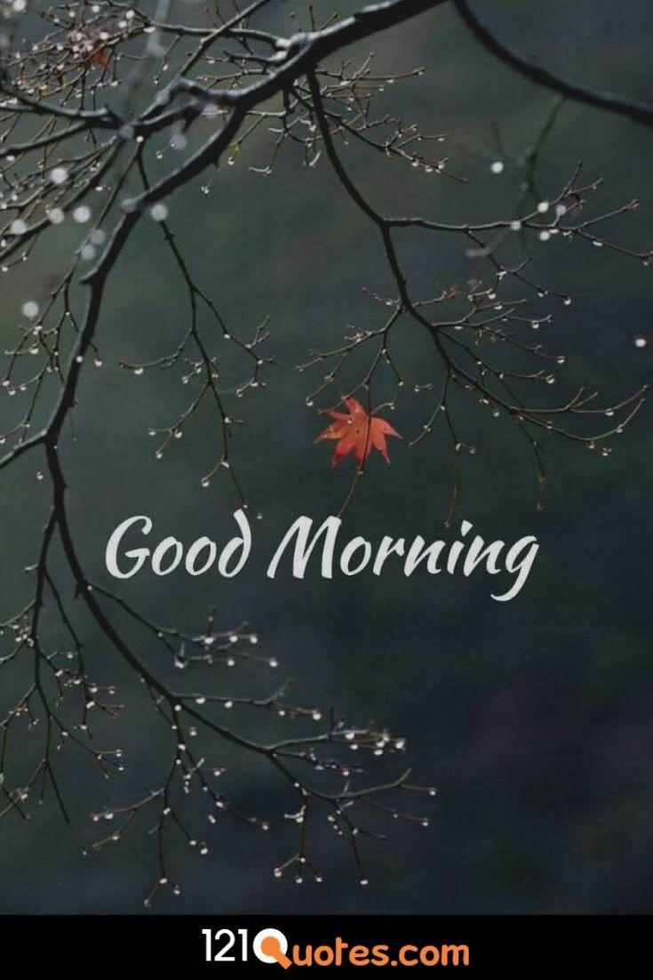 735x1102 Beautiful Good Morning Image, Picture, Photo, Pic in HD