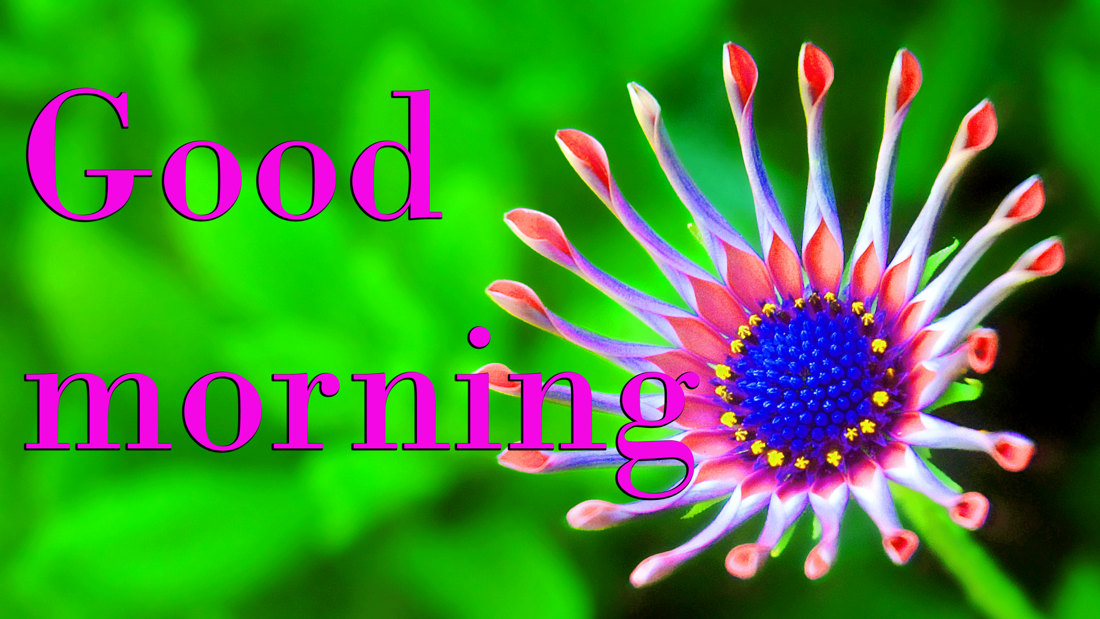 3840x2160 Good Morning Wishes On Tuesday Picture Wallpaper Pics