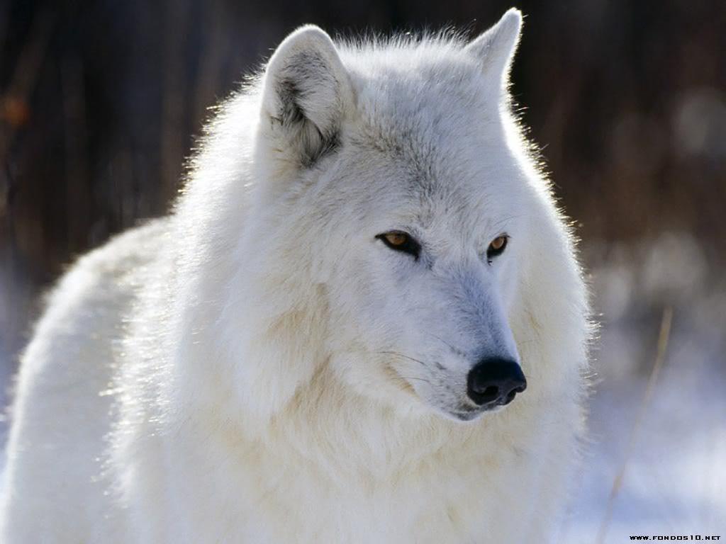 1024x768 Quileutes wolf pack image wolfs HD wallpaper and background photo
