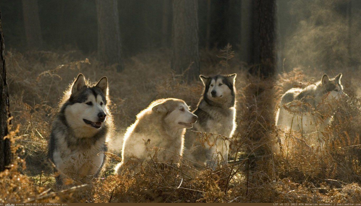 1366x780 Wolf Pack Wallpaper 1366x780 (186.38 KB)
