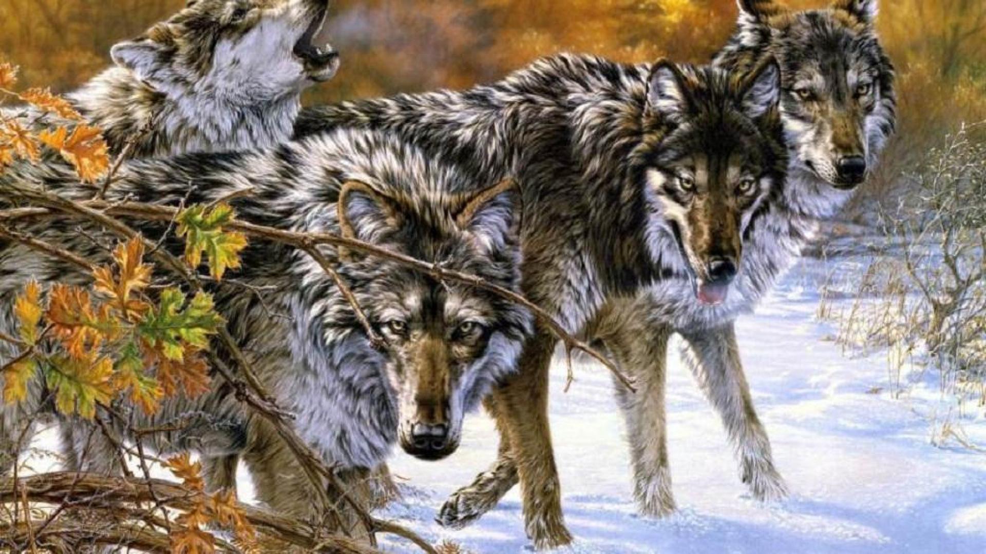 1920x1080 Wolf Pack Wallpaper Gallery (84 Plus) PIC WPW5011475