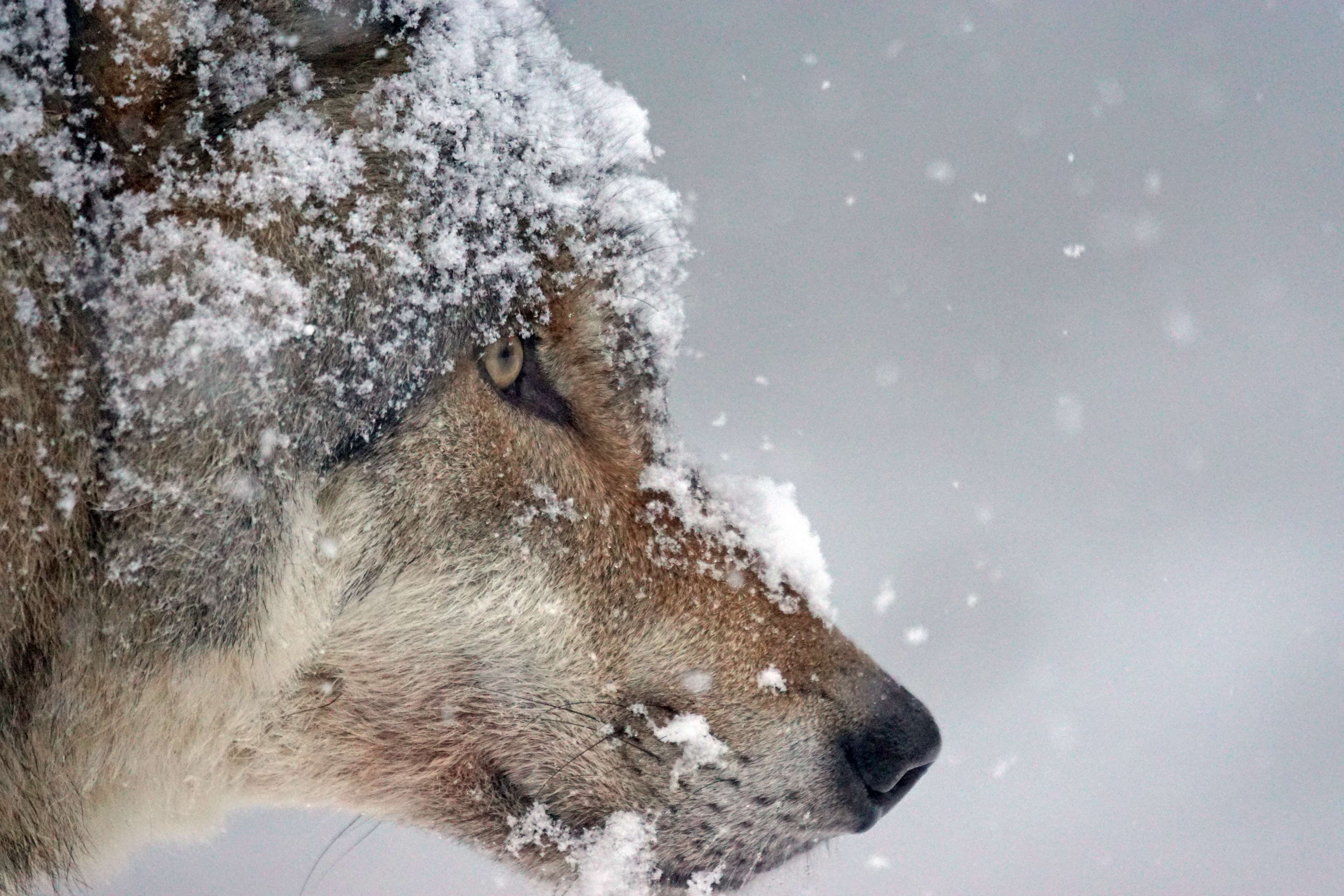 3840x2560 cold, eurasian wolf, pack animal, predator, snow, wildlife