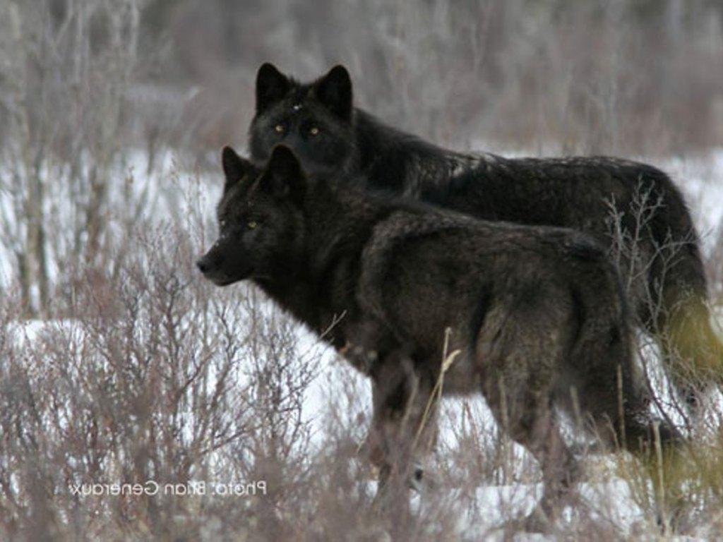 1024x768 Black Wolf Pack Wallpaper