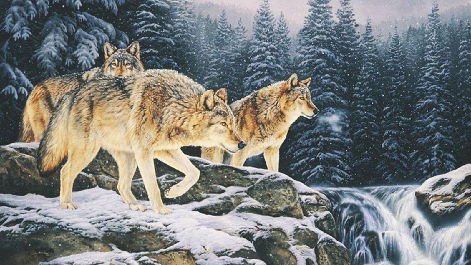 1600x900 Wolf Pack Wallpaper Group 1600x900 (246.49 KB)