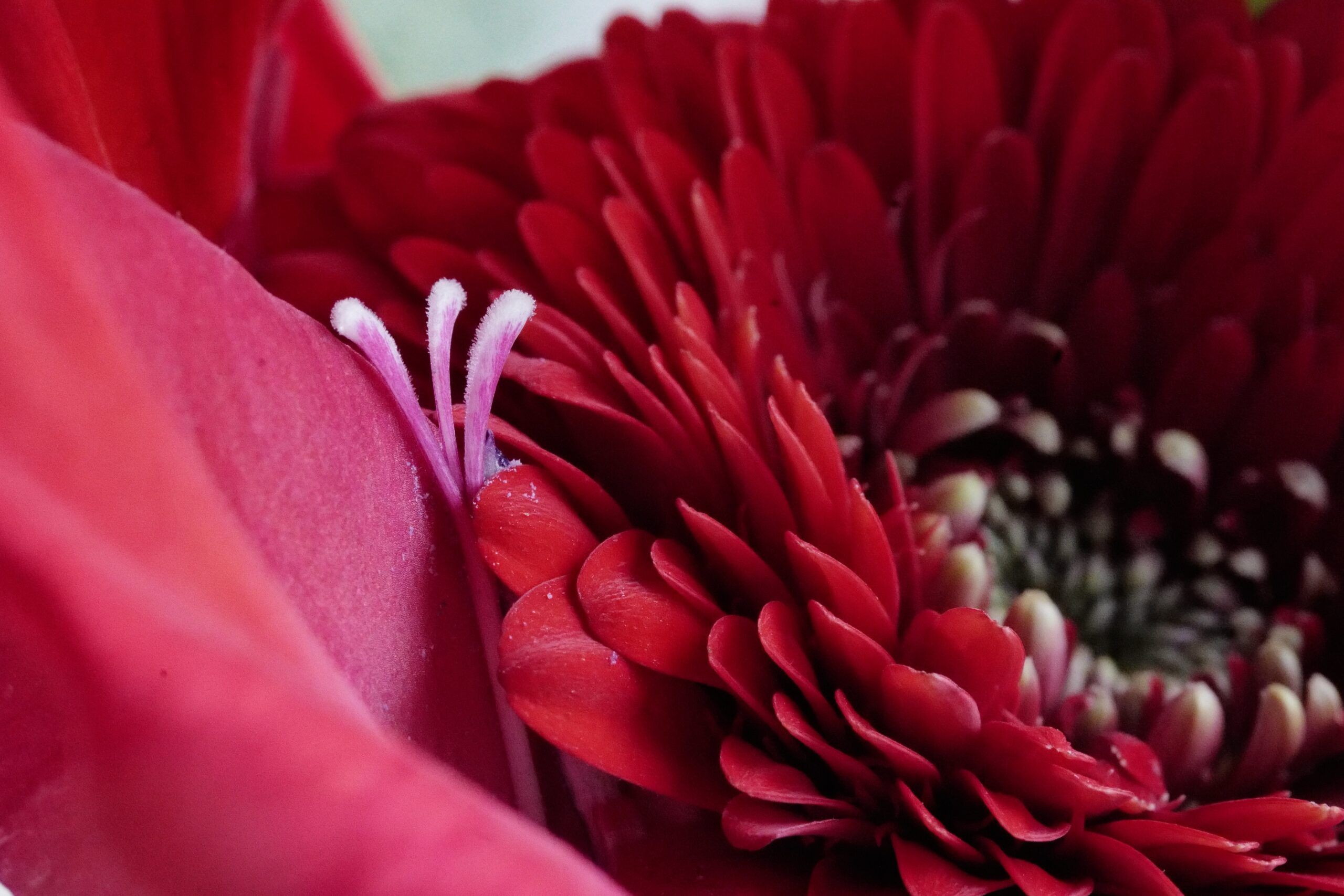 2560x1707 Flower Art. Color Means Everything. Red