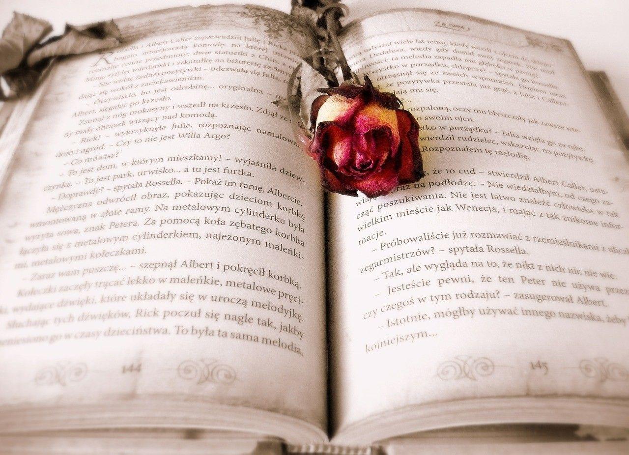 1280x926 HD wallpaper: Nature Soft Old Rose Photography Memories