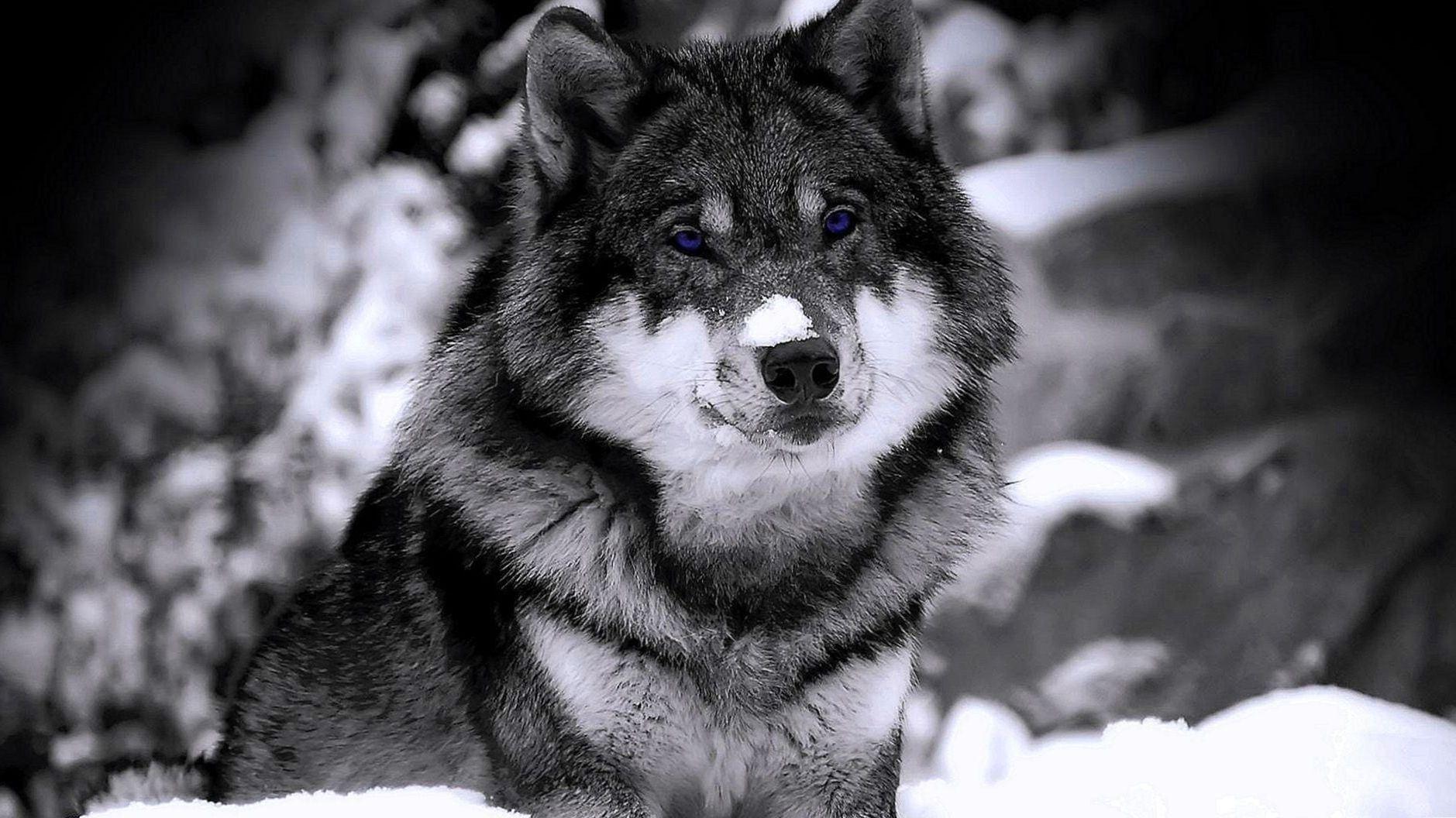 1879x1056 Wolves Blue Eyes Wallpaper Wallpaper.pro