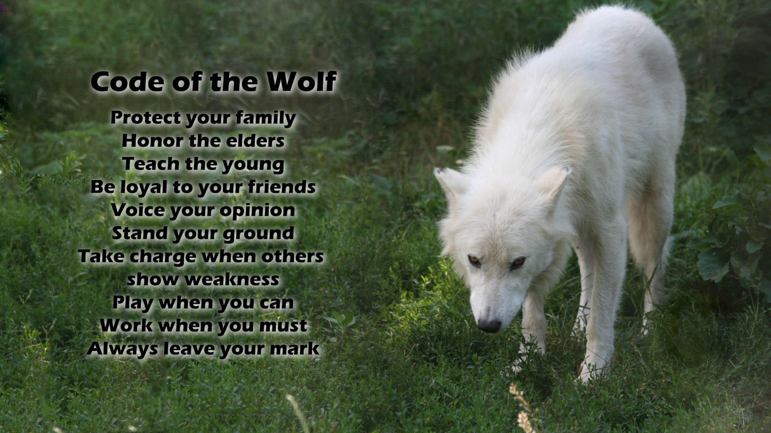 2560x1440 Wolf HD Wallpaper and Background Image