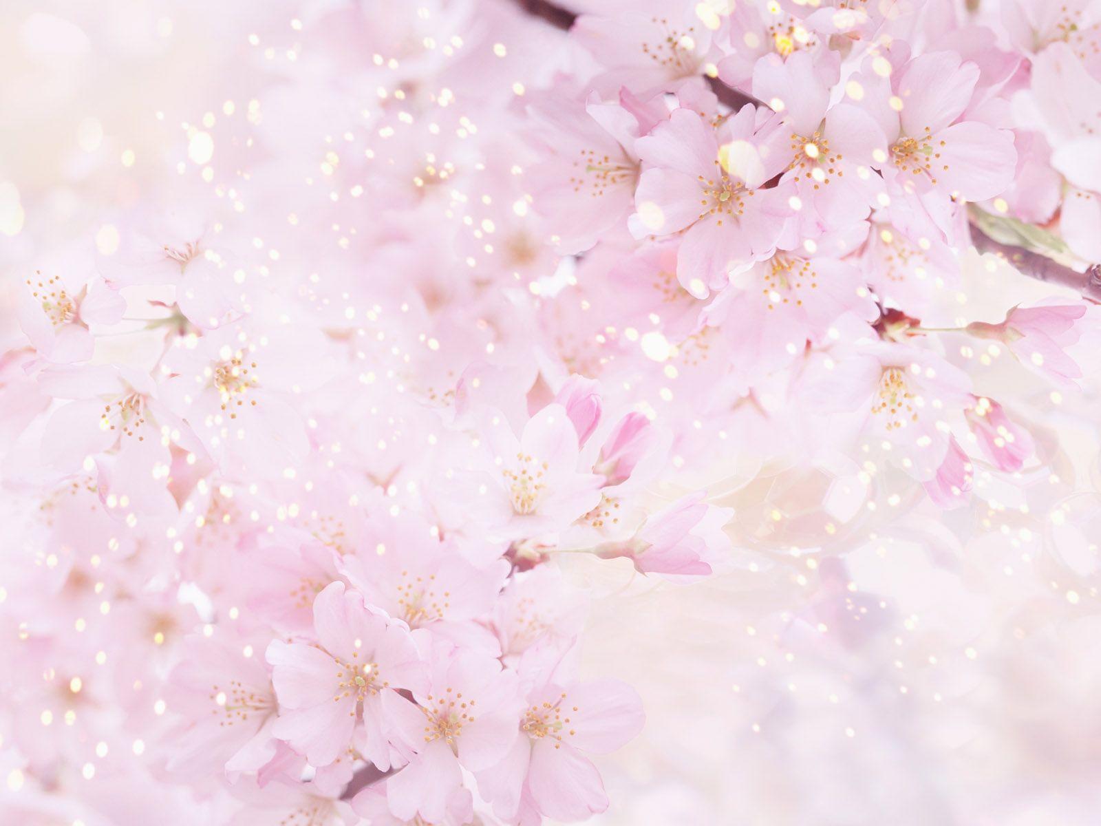 Hình nền hoa Sakura 1600x1200