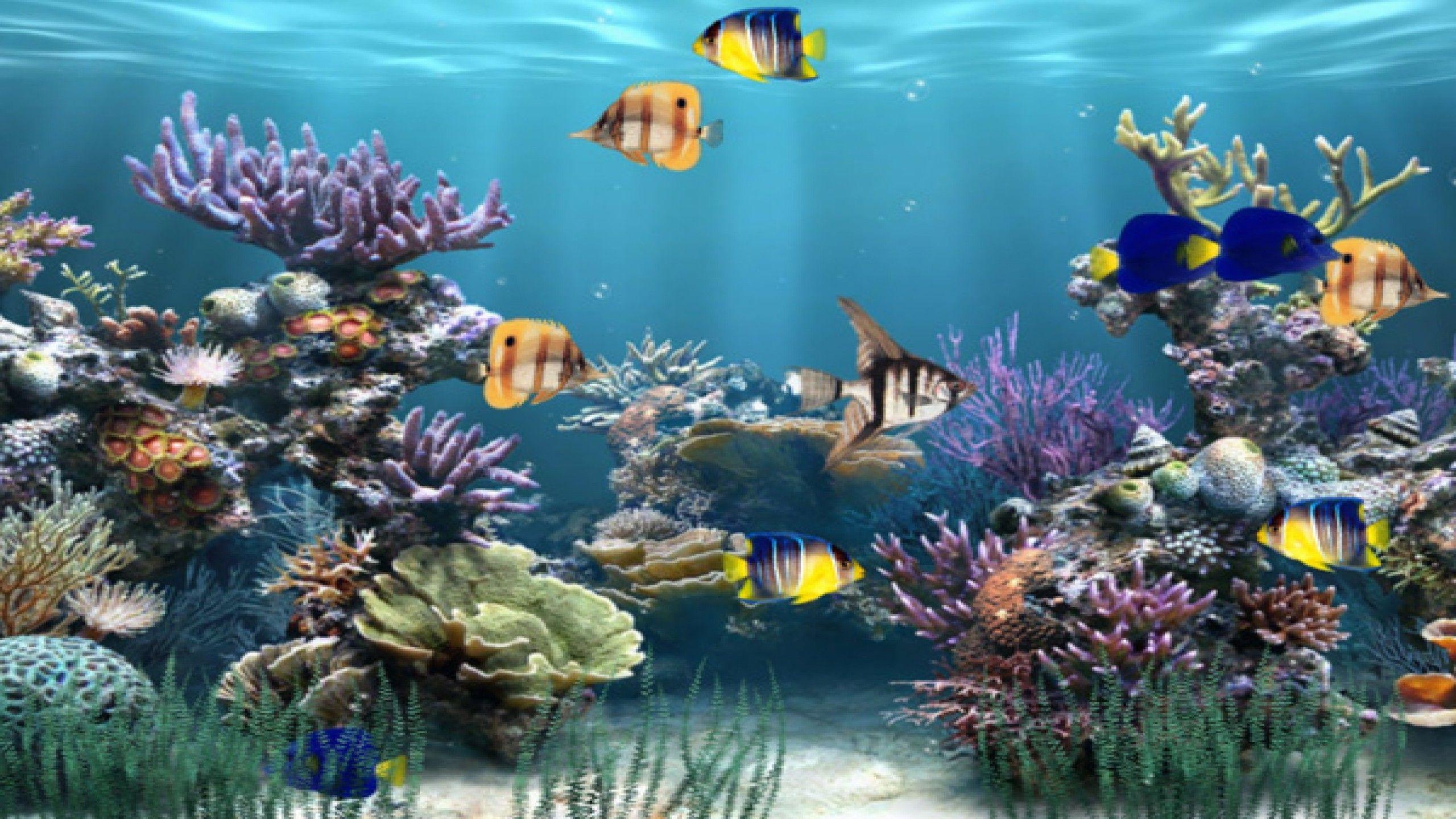 Animated Fish Wallpapers - Top Những Hình Ảnh Đẹp