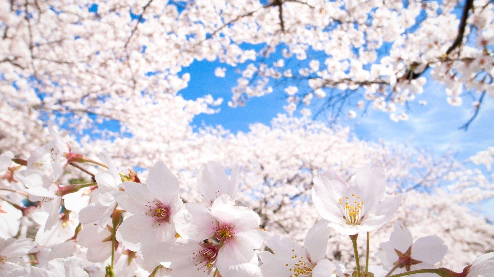 1920x1080 Sakura Flower hình nền ① - Anime hoa anh đào trắng