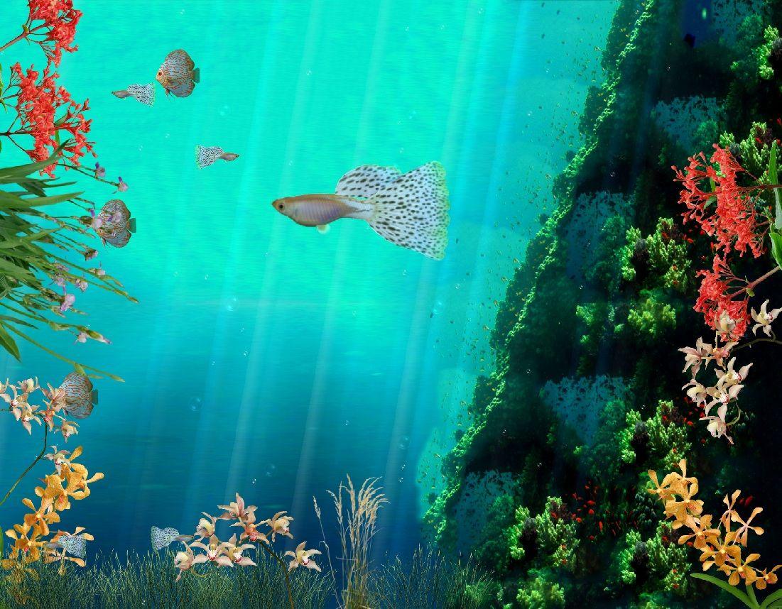 49 Free Animated Fish Aquarium Wallpaper  WallpaperSafari