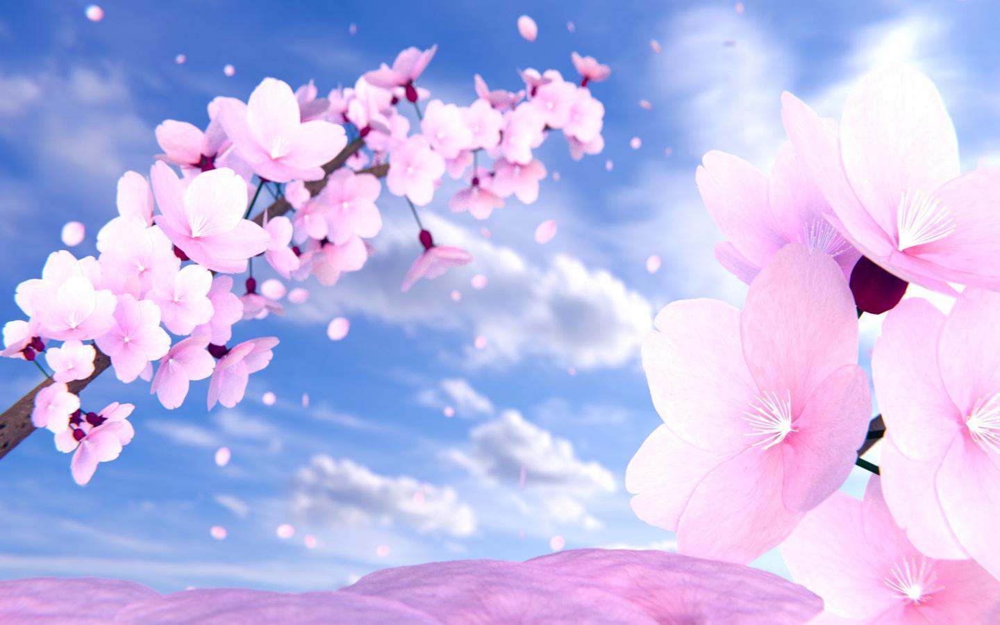 1440x900 Anime Cherry Blossom Flower Hình nền - Cherry Blossom Anime