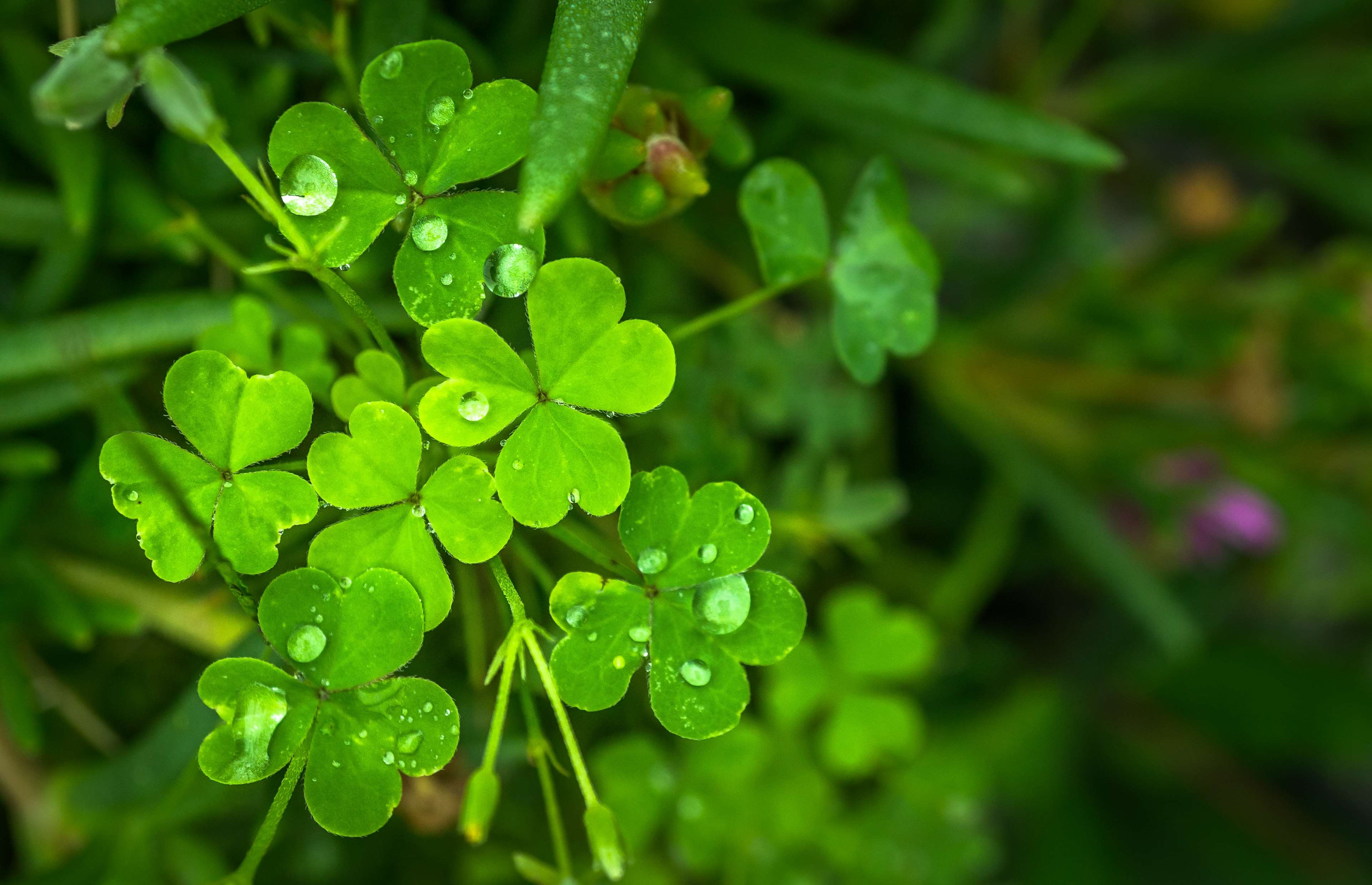 3840x2478 abstract, clover, dew, good luck, green, herb, leaf, morning