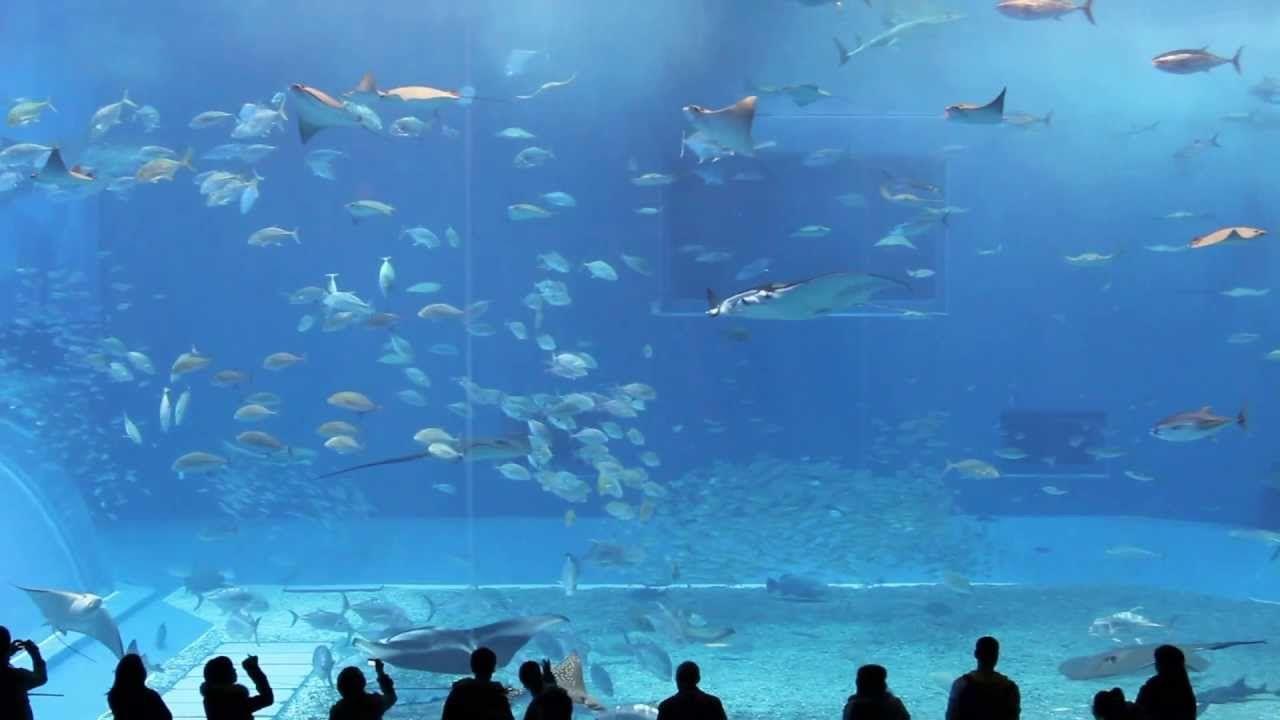 Okinawa Aquarium Wallpapers Top Free Okinawa Aquarium Backgrounds Wallpaperaccess