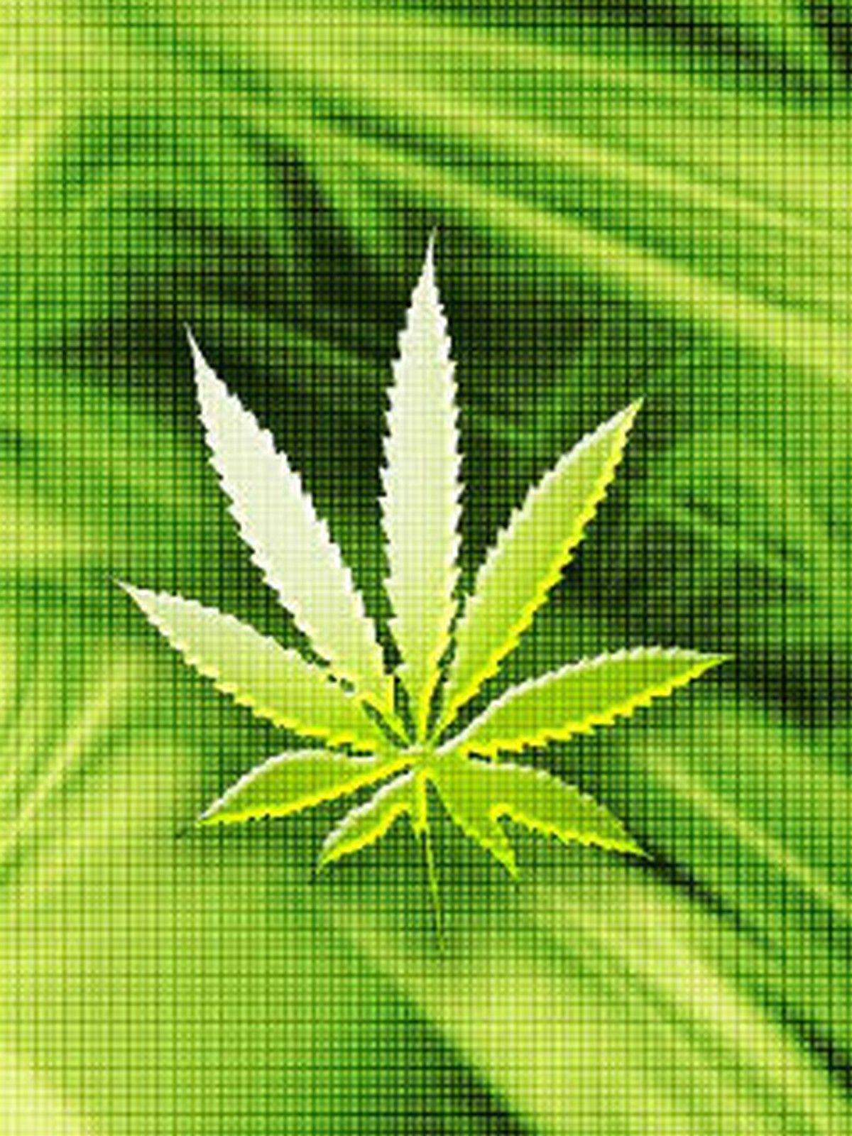 1200x1600 Free download Wallpaper Marijuana Weed Plant 640 X 500 159 Kb
