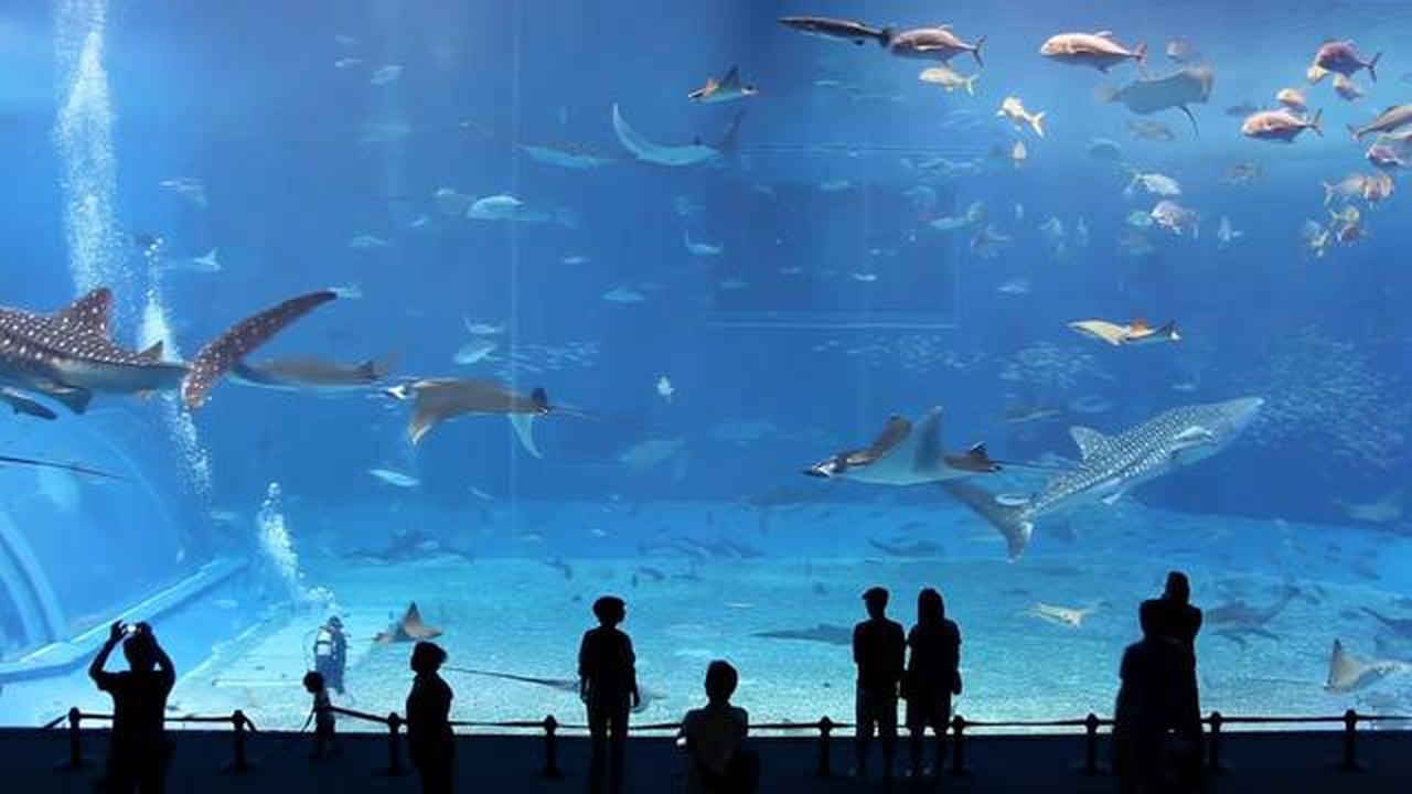 Japanese Aquarium Wallpapers Top Free Japanese Aquarium Backgrounds