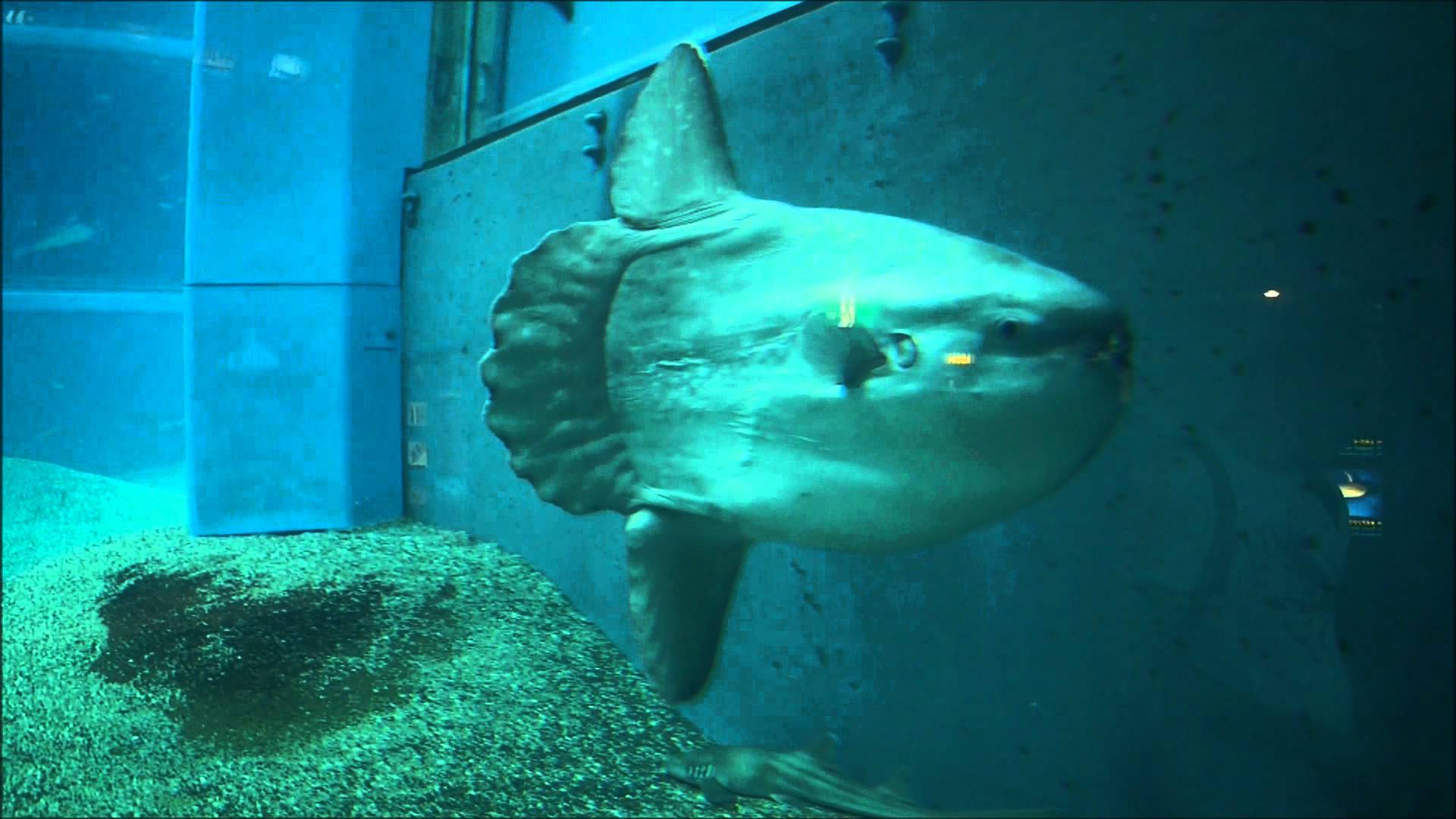 1920x1080 Japan aquarium: whaleshark, hammerhead. (HD)