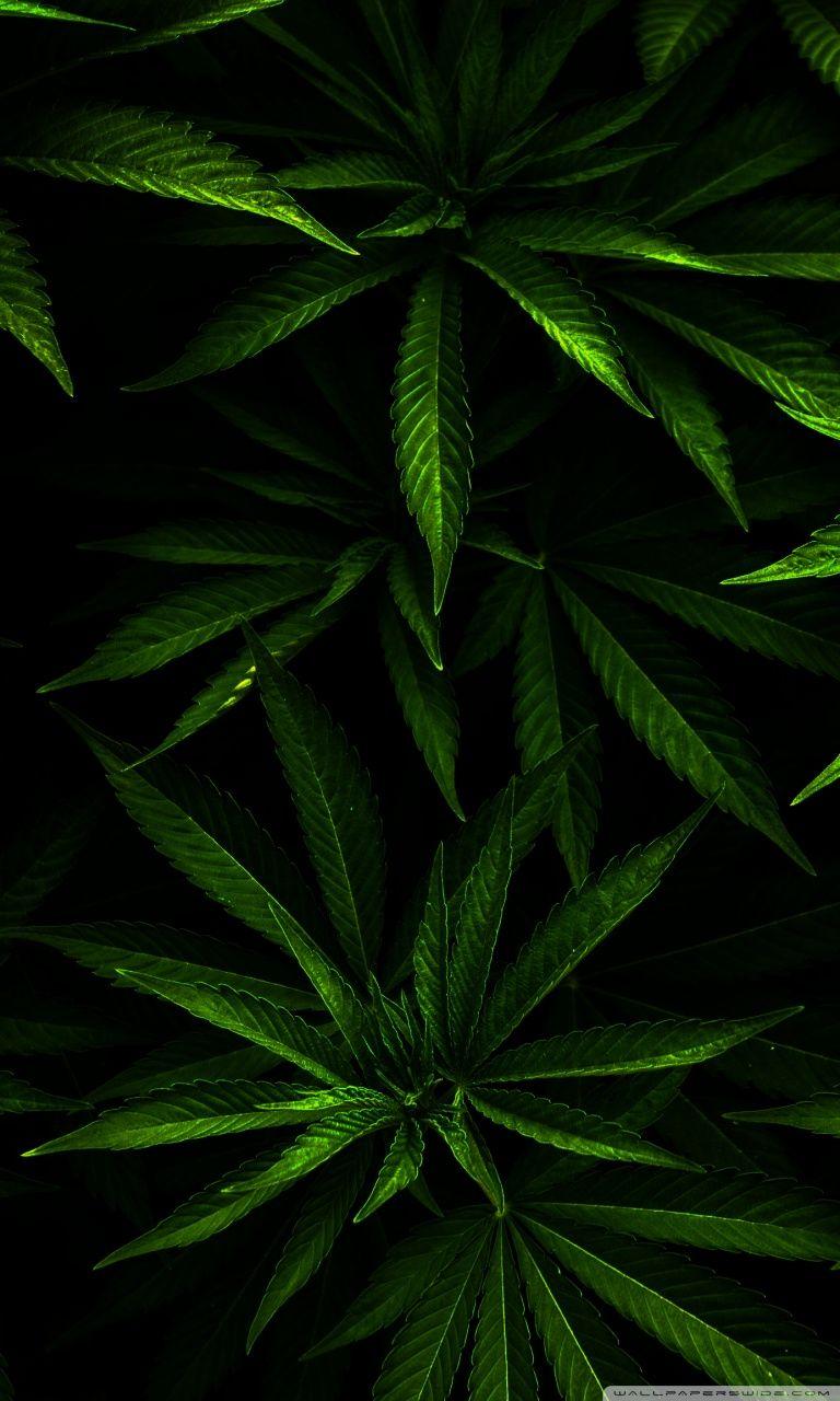768x1280 Weed Ultra HD Desktop Background Wallpaper for 4K UHD TV