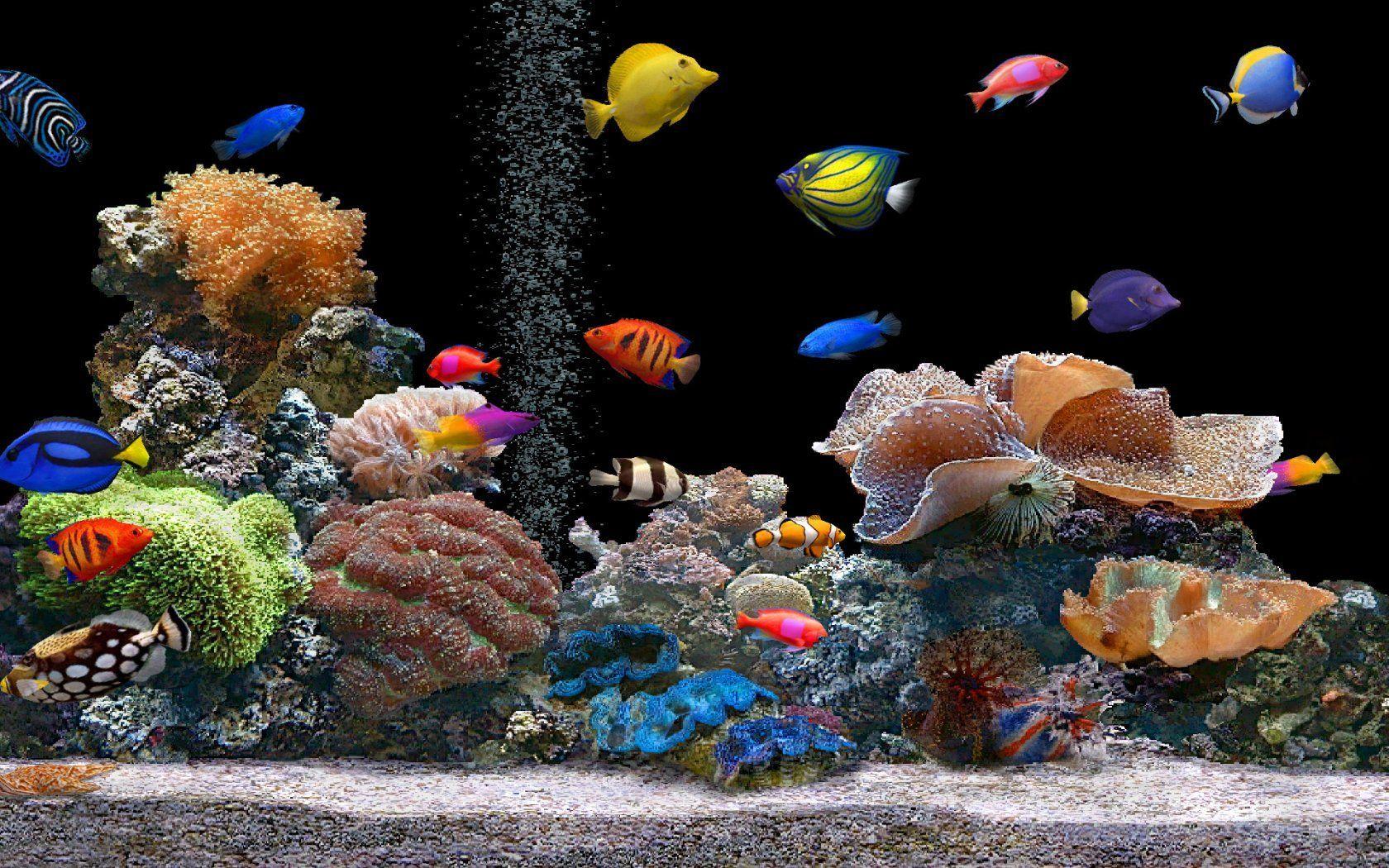1680x1050 colorful fish picture. Colorful Tropical Fish Tank Wallpaper
