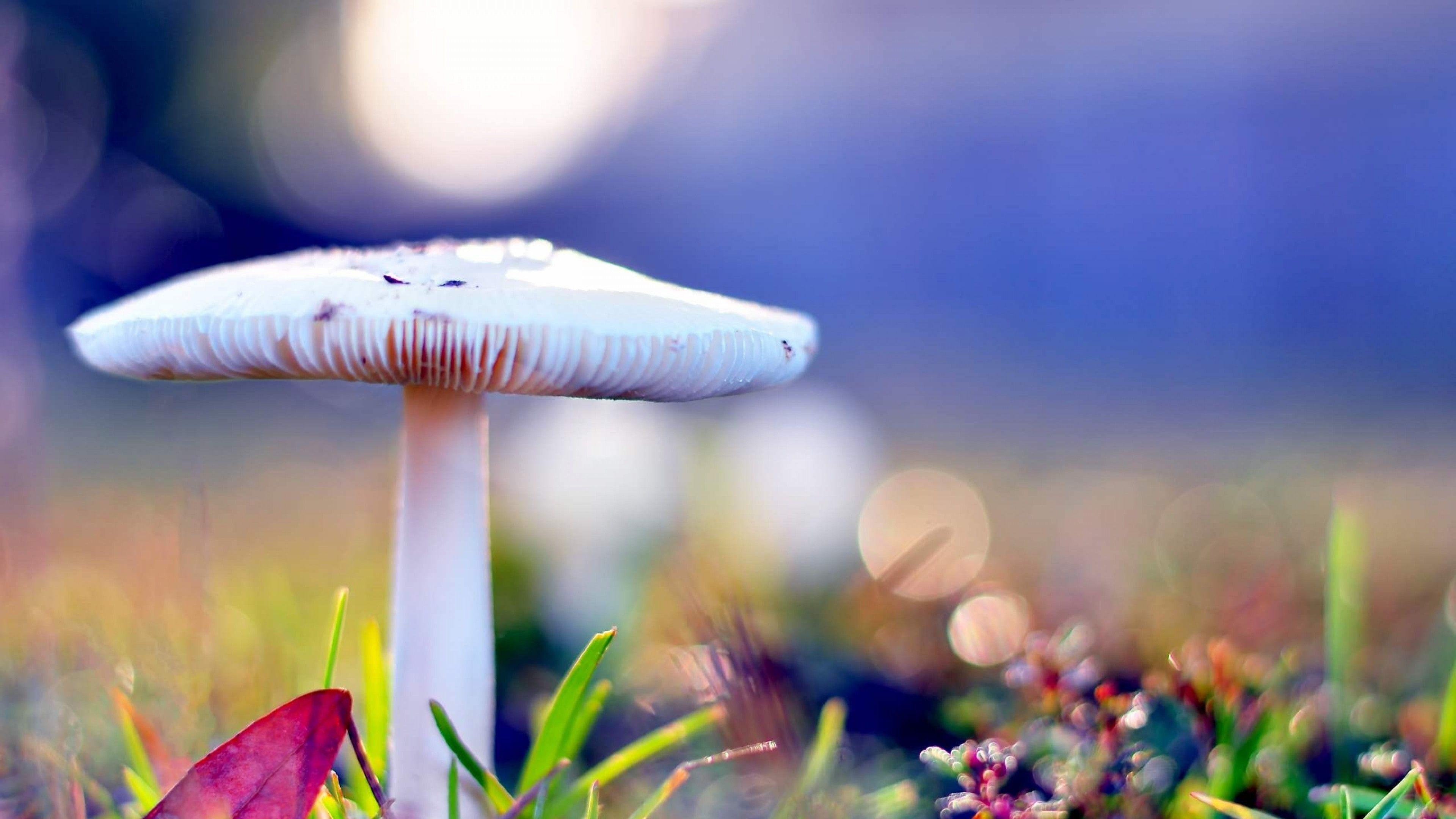 3840x2160 Free Mushrooms Fresh Nature Photography Wallpaper HD Desktop Download