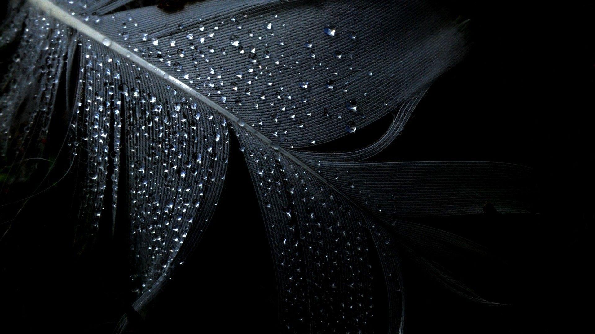 1920x1080 Best Photography Wallpaper: Feather 800676 Photography