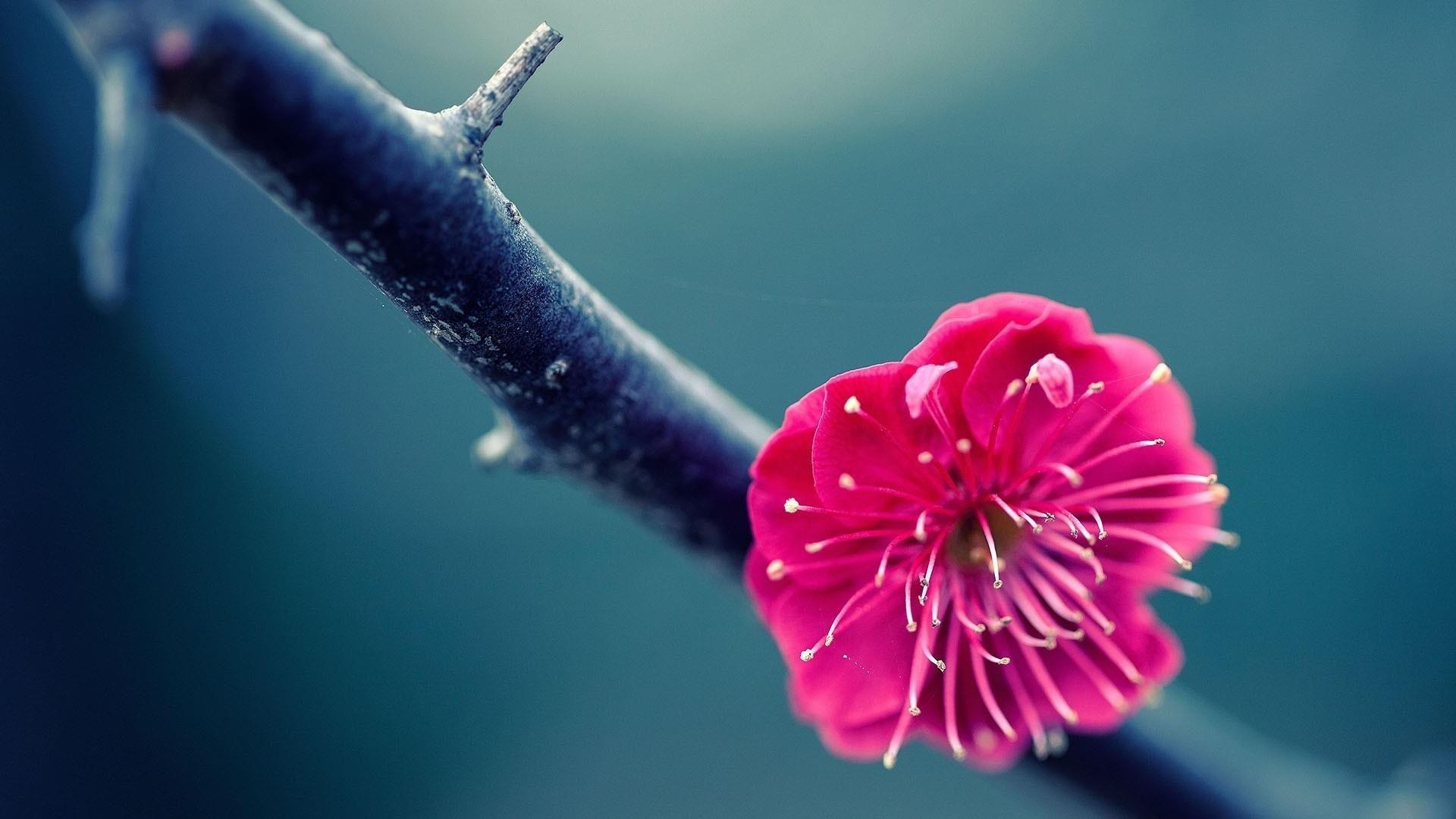 1920x1080 Pink Flower Macro Photography Wallpaper. Wallpaper Studio 10. Tens