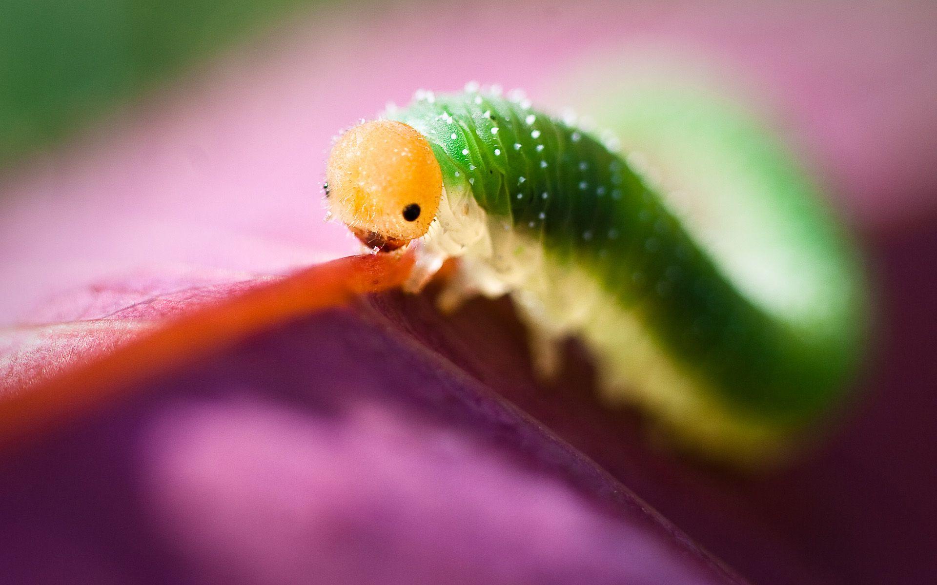 1920x1200 Beautiful Photography Wallpaper
