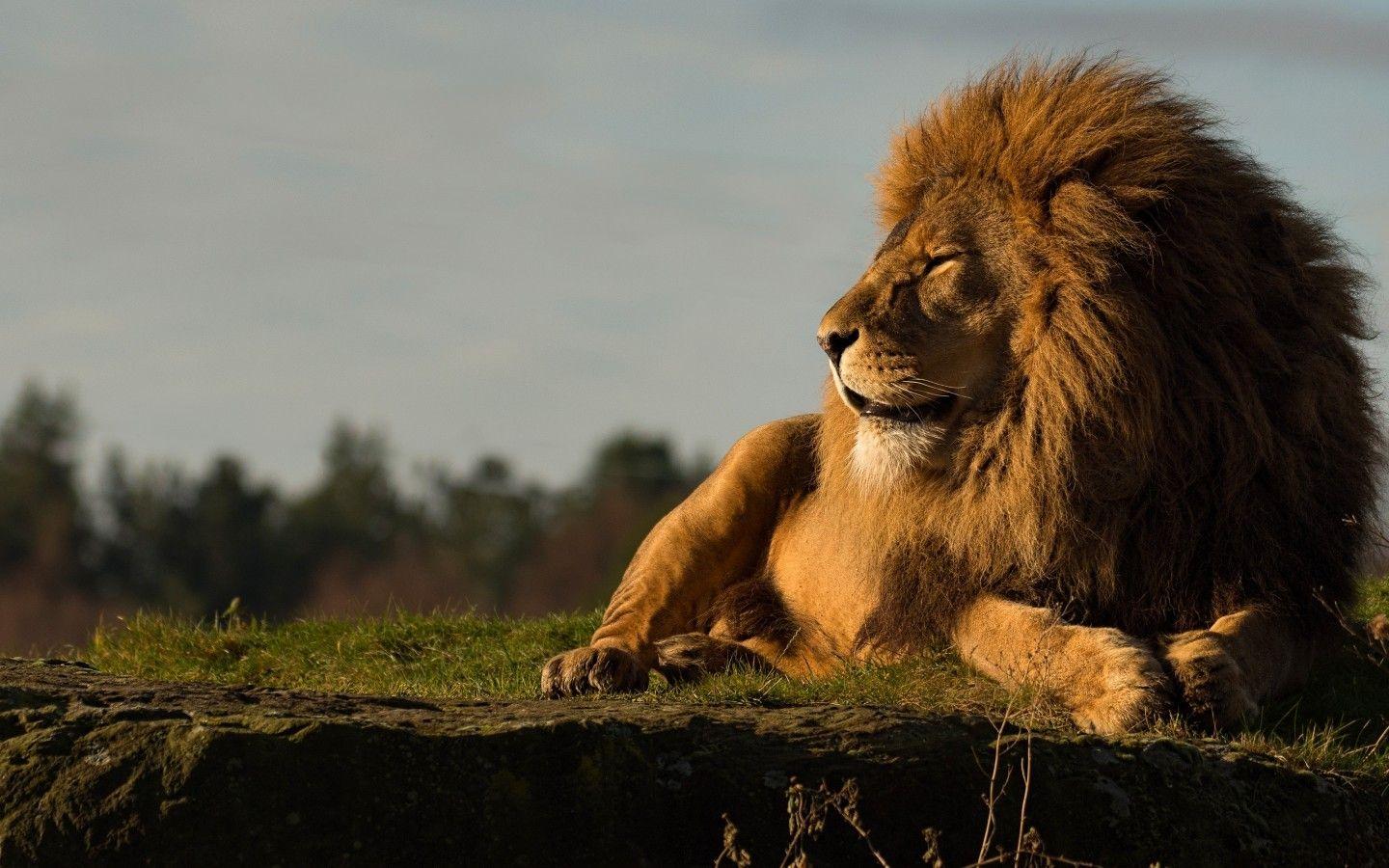 1440x900 Lion Wallpaper Macbook