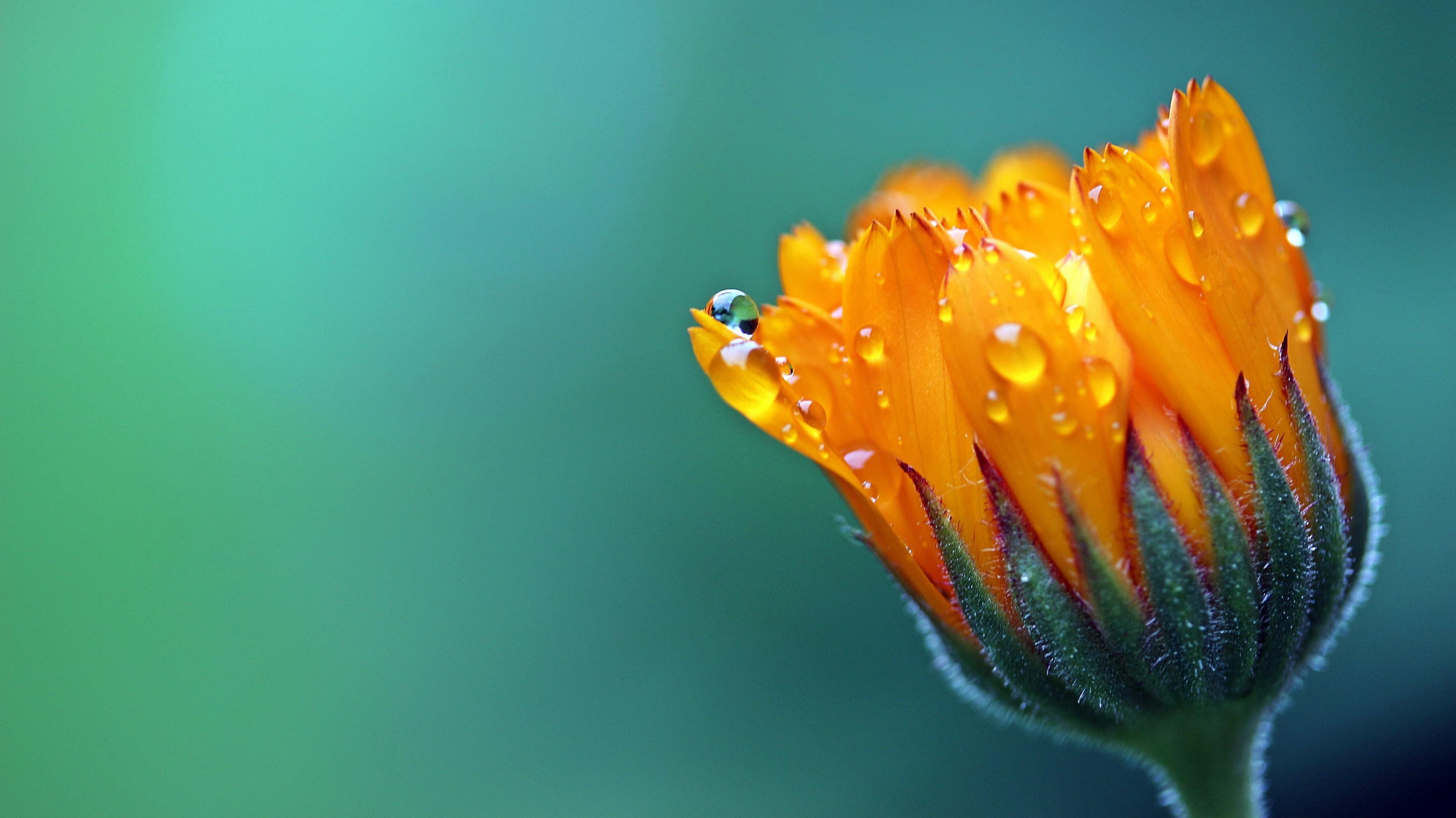 3840x2160 Merrigold Flower Macro Photography Wallpaper. Wallpaper Studio 10