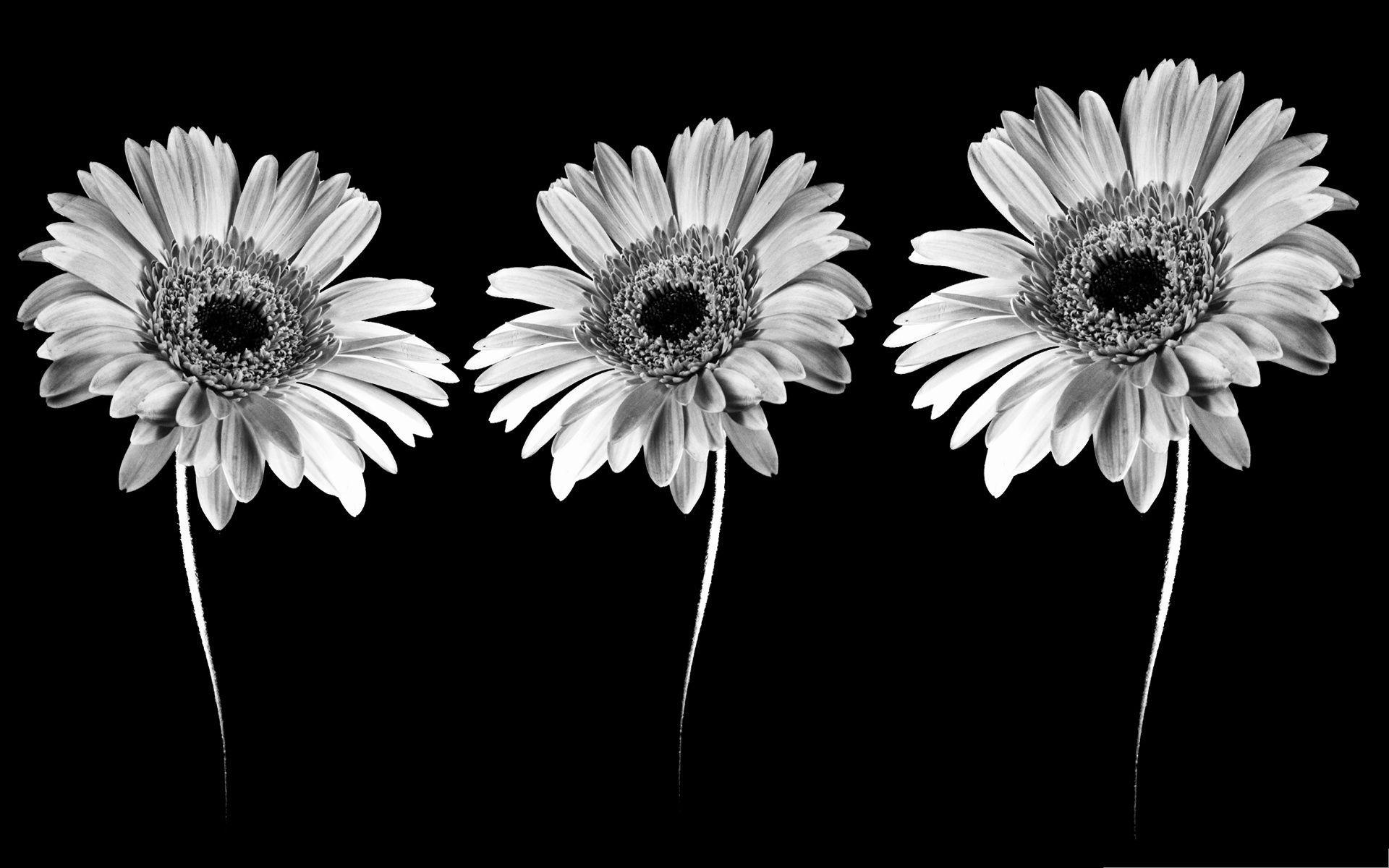 Black and White Flower Wallpapers  Top Free Black and White Flower  Backgrounds  WallpaperAccess