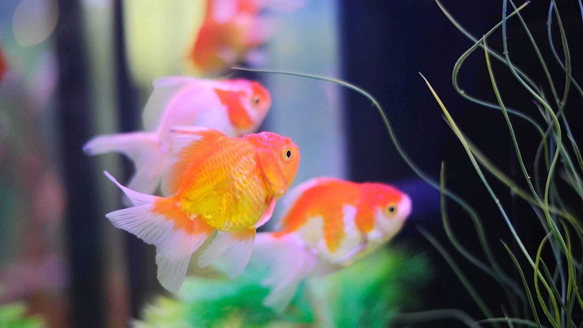 1920x1080 How to Keep Koi Fish