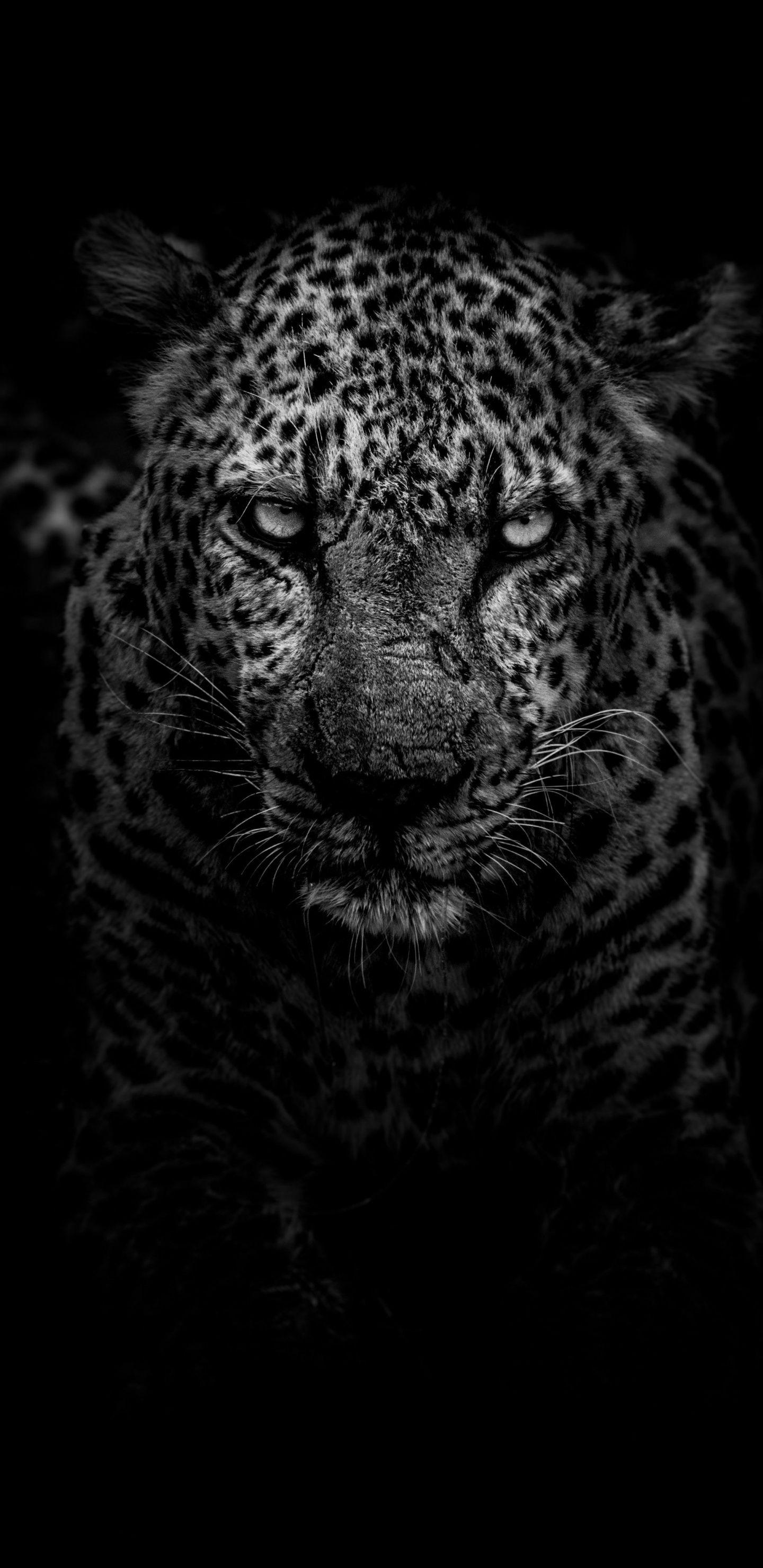 1440x2960 Download 1440x2960 wallpaper leopard, angry, animal, monochrome