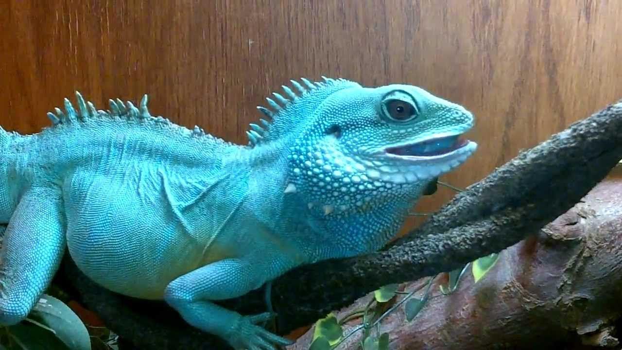 Neon Water Dragon Wallpapers Top Free Neon Water Dragon