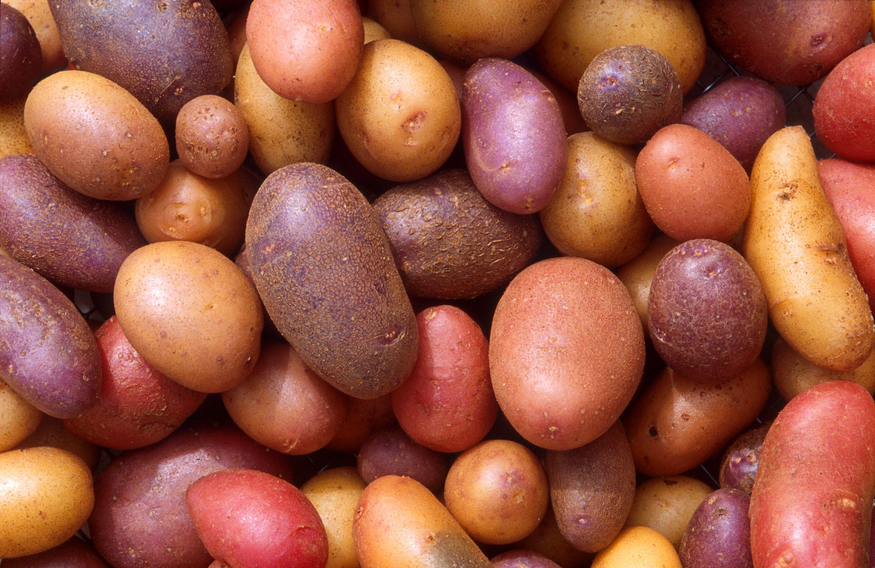 potato wallpapers top free potato backgrounds wallpaperaccess potato wallpapers top free potato