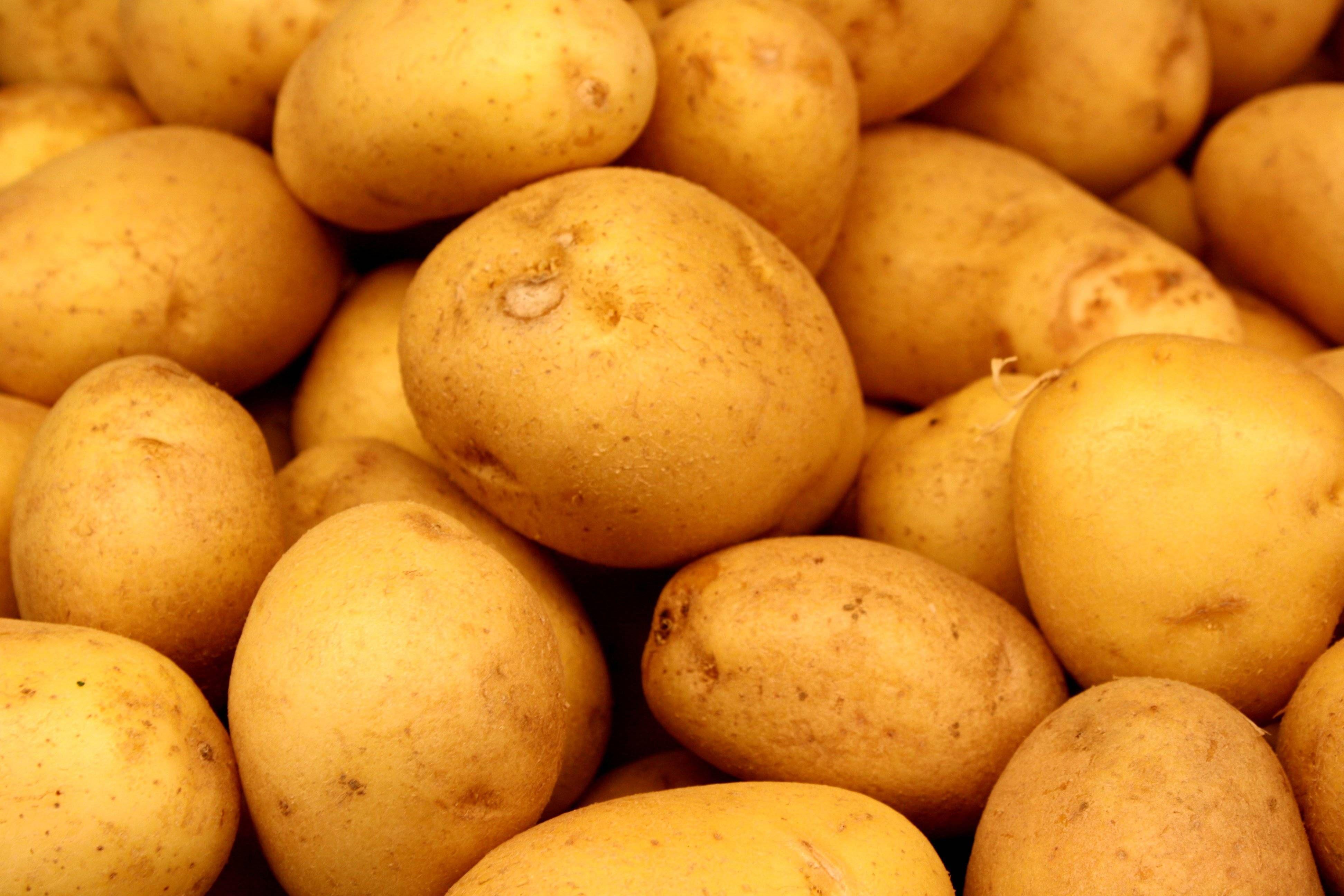 potato wallpapers top free potato backgrounds wallpaperaccess potato wallpapers top free potato