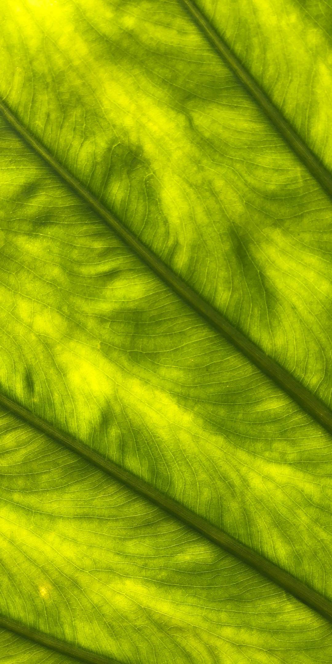 1080x2160 Click Here To Download HD Wallpaper V15 Pro